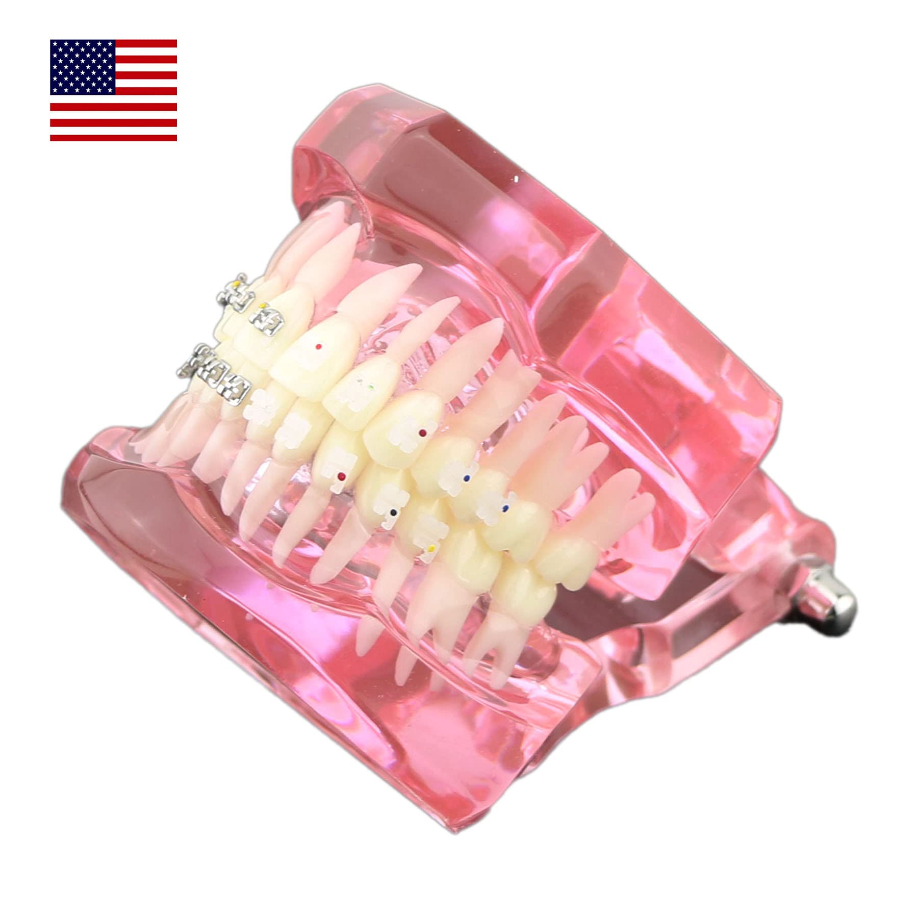 Dental Orthodontic Teeth Model with Metal & Ceramic Brackets - Professional Study Teeth Model for Dentists, Students & Orthodontic Training | Perfect for Dental Education, Practice & Office Display