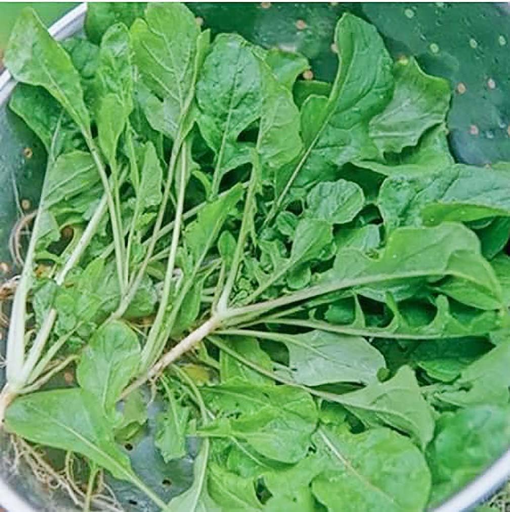 Seven Top Turnip Green Seeds - Non-Rooting Leafy Greens for Salads & Cooking - Perfect for Home Gardens & Urban Farming