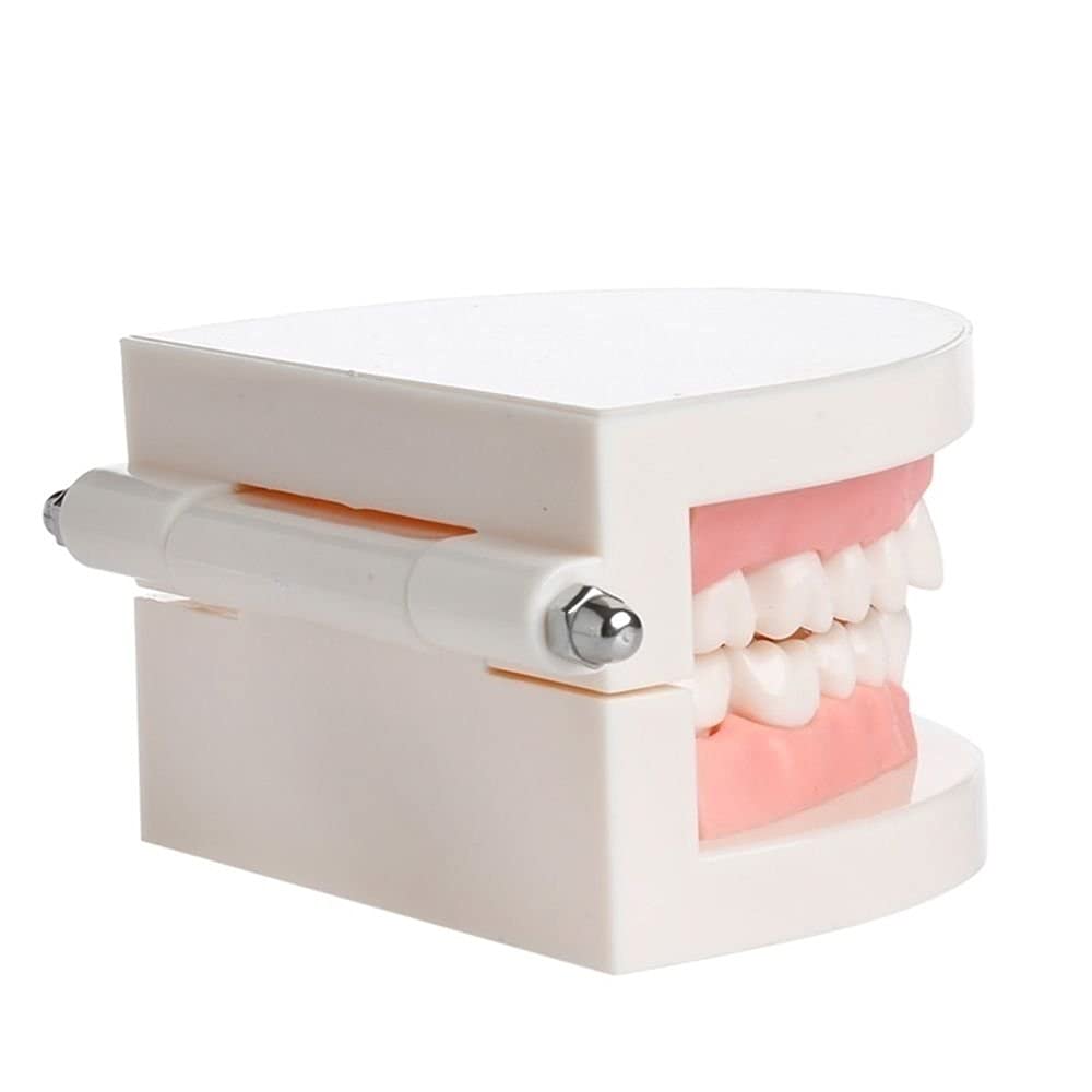 Human Dental Teeth Model for Oral Structure Teaching & Orthodontic Demonstration - Educational Tooth Model for Students, Kids, Adults & Dentists - Perfect for Classroom, Dental Office & Home Study (B0966FXBKN)