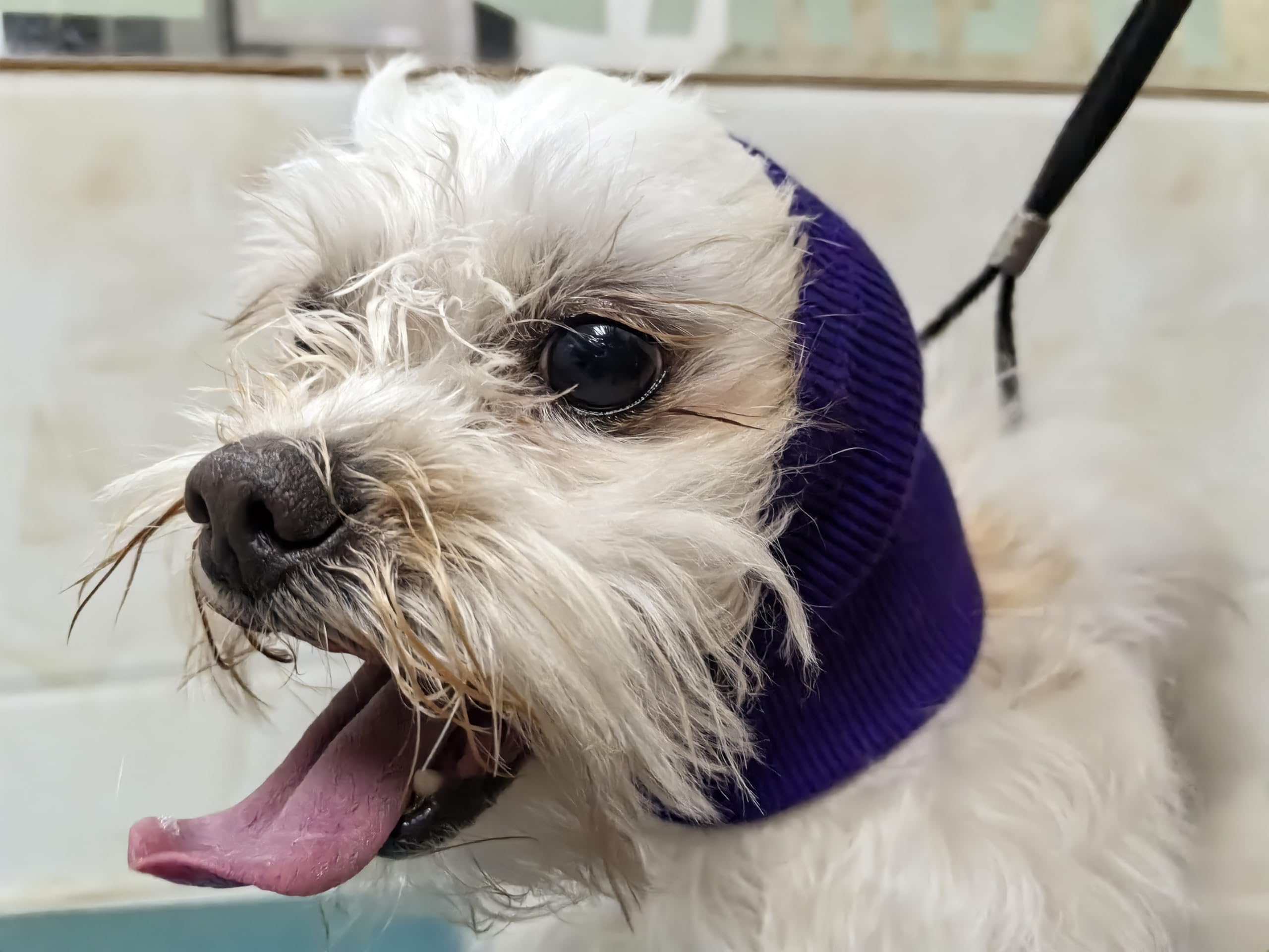 Noise Cancelling Dog Ear Covers & Neck Protector - Soft Pet Snood Wrap for Grooming, Anxiety Relief & Travel - Purple (Perfect for Grooming, Fireworks & Vet Visits)