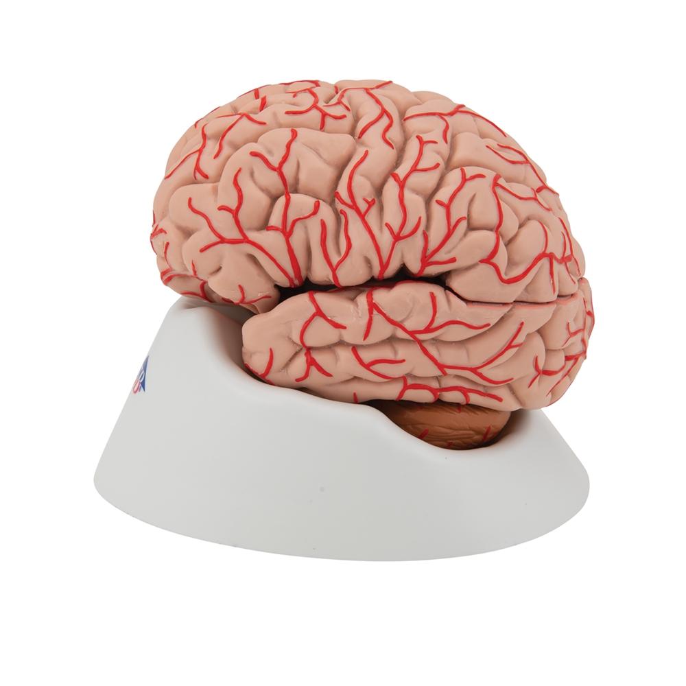 9-Part Human Brain Model with Arteries - Detailed Anatomy Study Tool for Medical Students & Educators