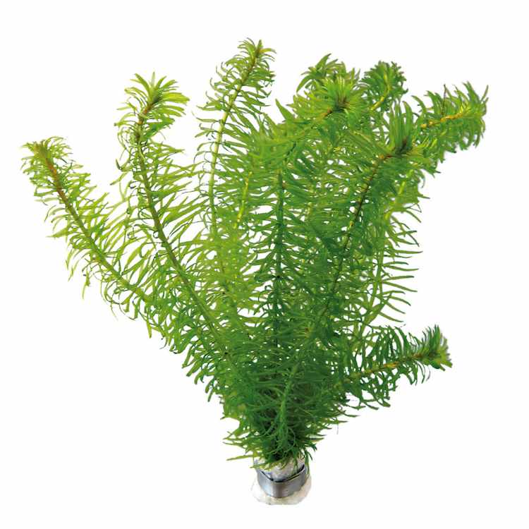 TCulture Elodea Najas Aquatic Plant (Pot) - Perfect for Aquariums, Ponds & Water Gardens - Live Oxygenating Plant for Fish Tanks