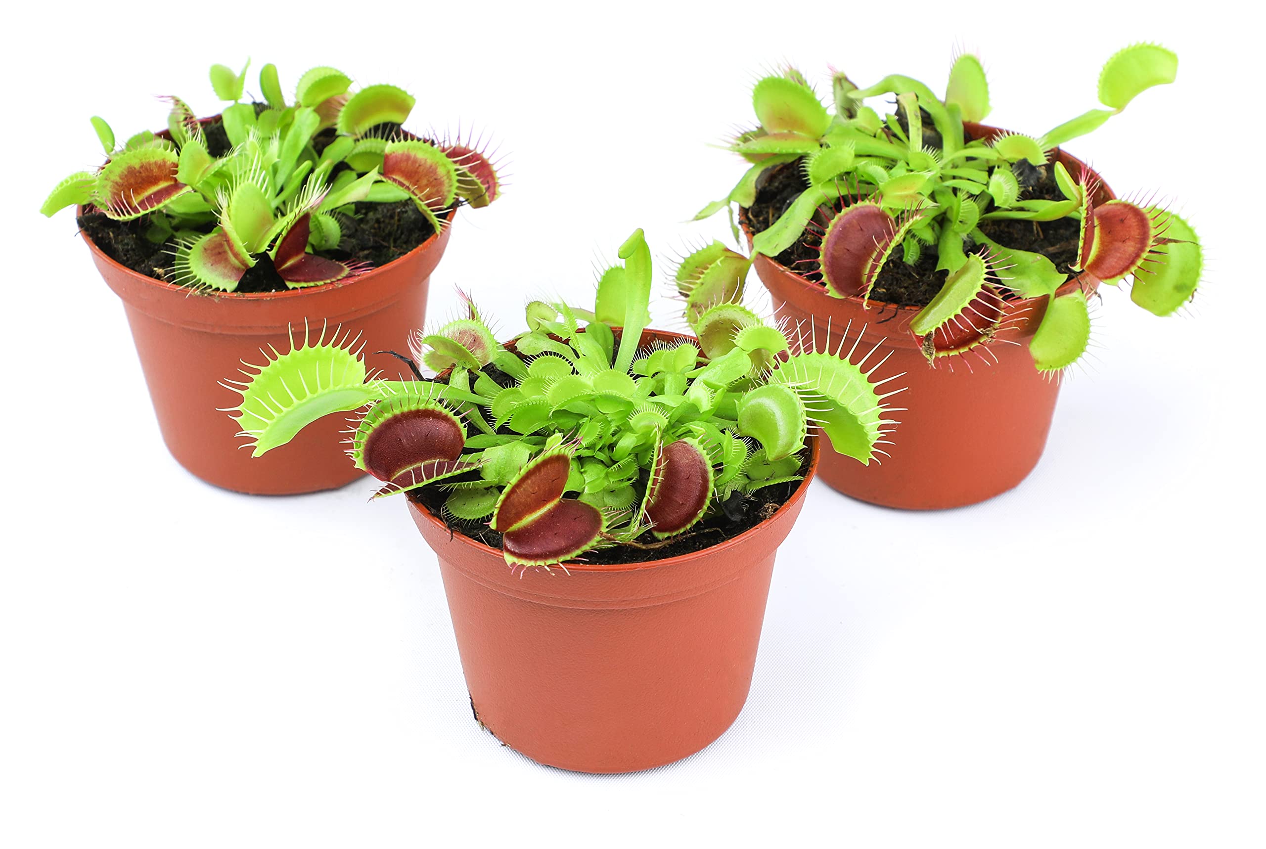 3 Inch Live Venus Fly Trap Plant (Dionaea Muscipula) - Carnivorous Houseplant for Terrariums & Indoor Gardens | Perfect for Natural Pest Control, Science Projects & Unique Home Decor