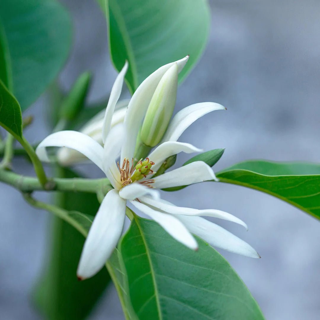 Pure Akamai Essential Oil Blend for Aromatherapy, Relaxation & Stress Relief - Perfect for Diffusers, Massage & Home Spa