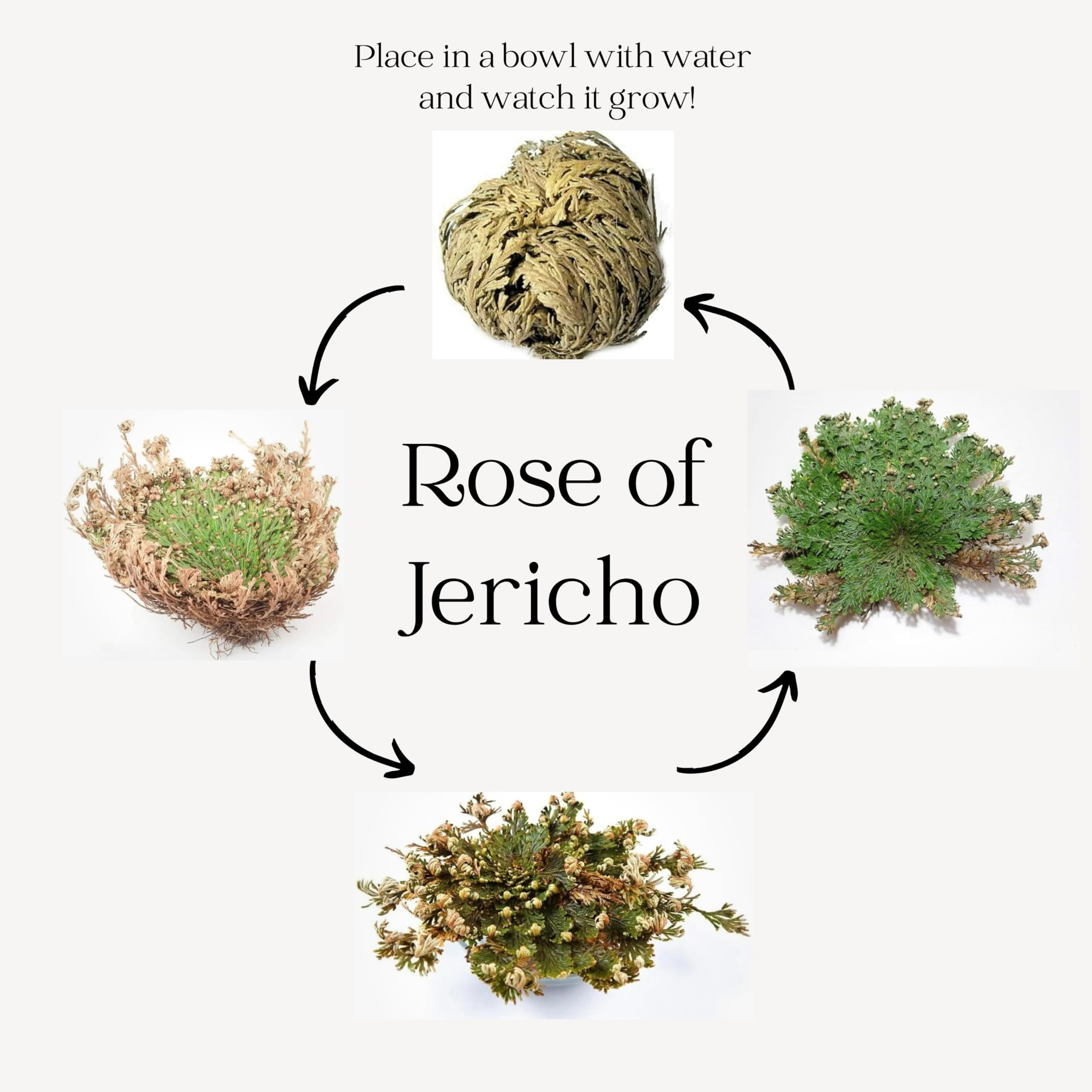 Rose of Jericho - Resurrection Plant (Selaginella Lepidophylla) - Pack of 1 Dried Miracle Flower - Perfect for Home Decor, Spiritual Rituals & Unique Gifts