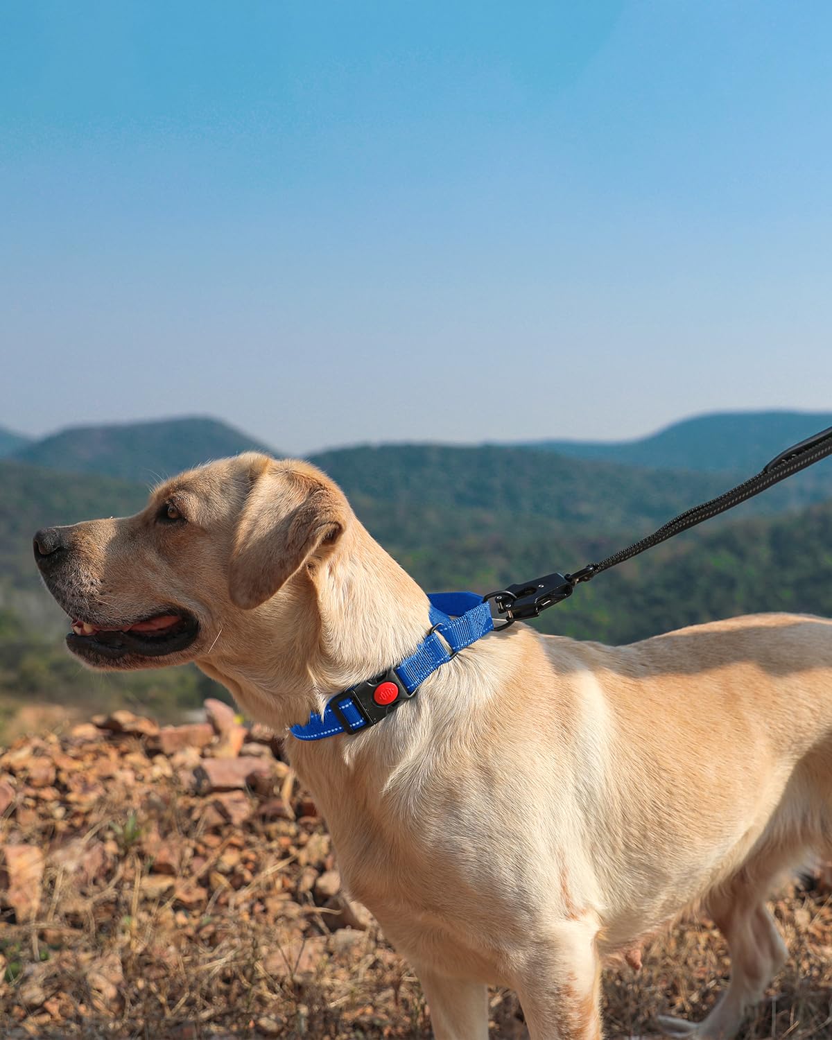 **Reflective Martingale Dog Collar with Quick Release Buckle - Adjustable No-Slip Puppy Collar for Extra Small Breeds (Light Blue, XS) - Perfect for Night Walks & Training**