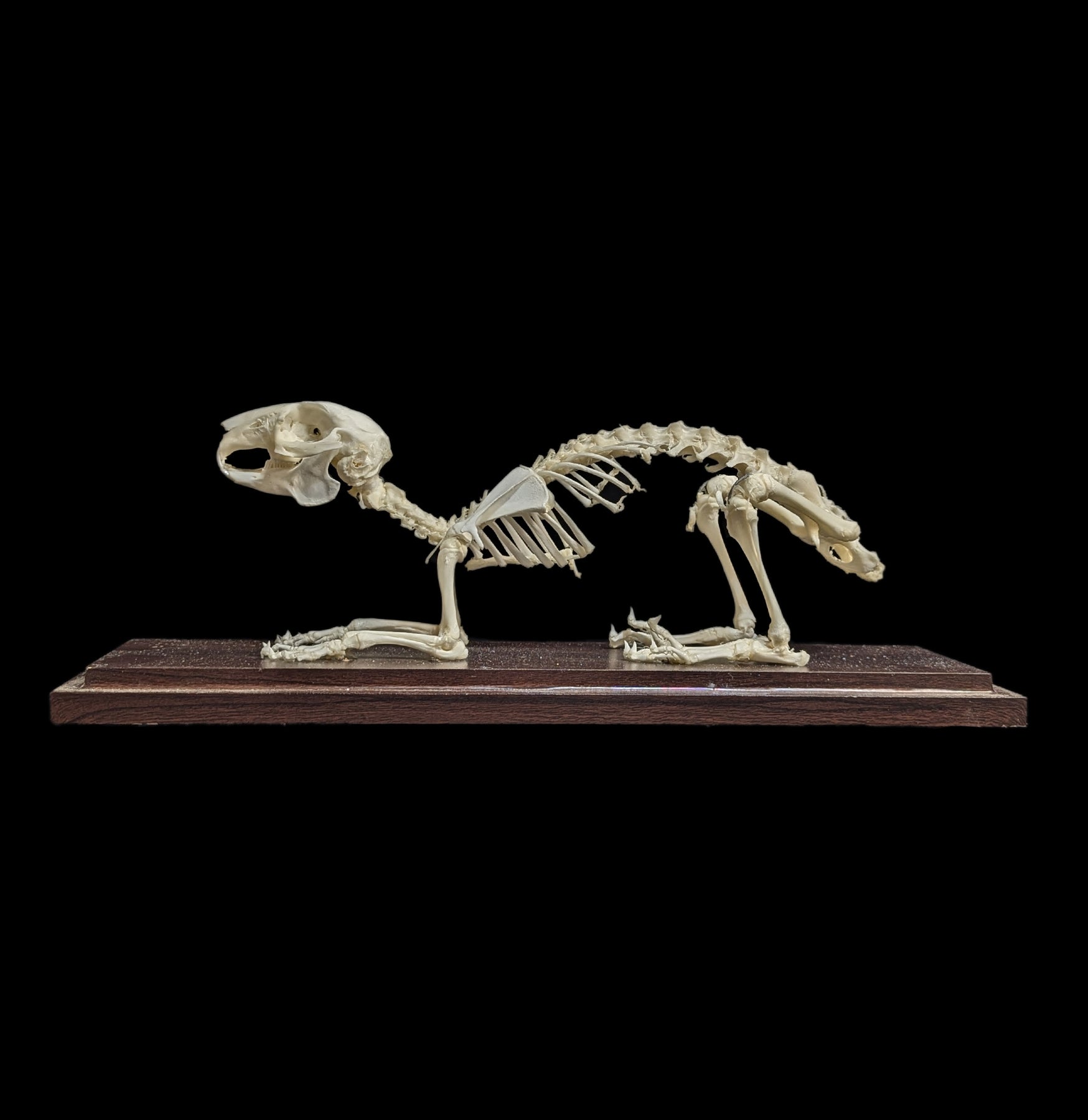 Articulated Rabbit Skeleton - Realistic Animal Anatomy Model for Science Education, Halloween Decor & Gothic Home Decor | Perfect for Biology Classrooms, Medical Studies & Spooky Party Decorations