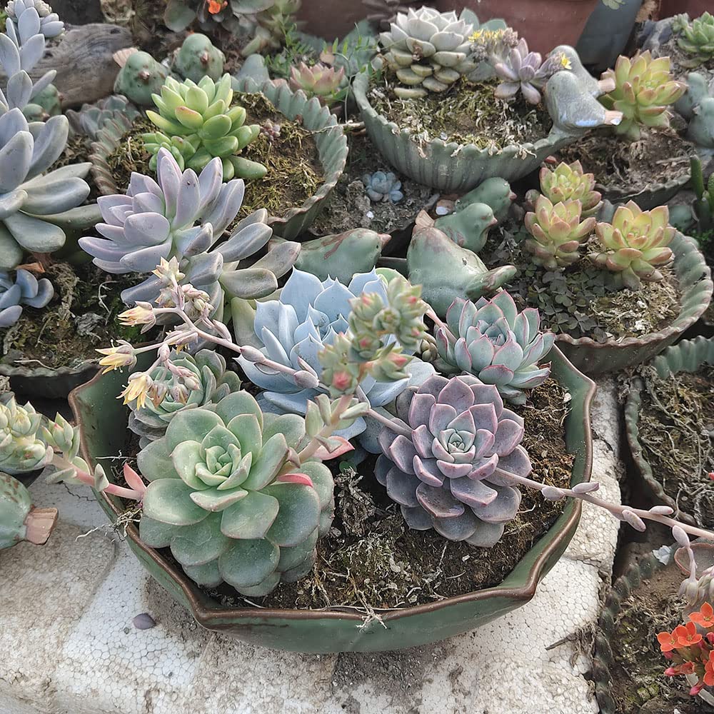 10 Inch Ceramic Planter Pot - Green Indoor Outdoor Flower Plant Pot for Succulents, Herbs, Flowers | Perfect for Home Decor, Garden, Balcony, Office & Patio