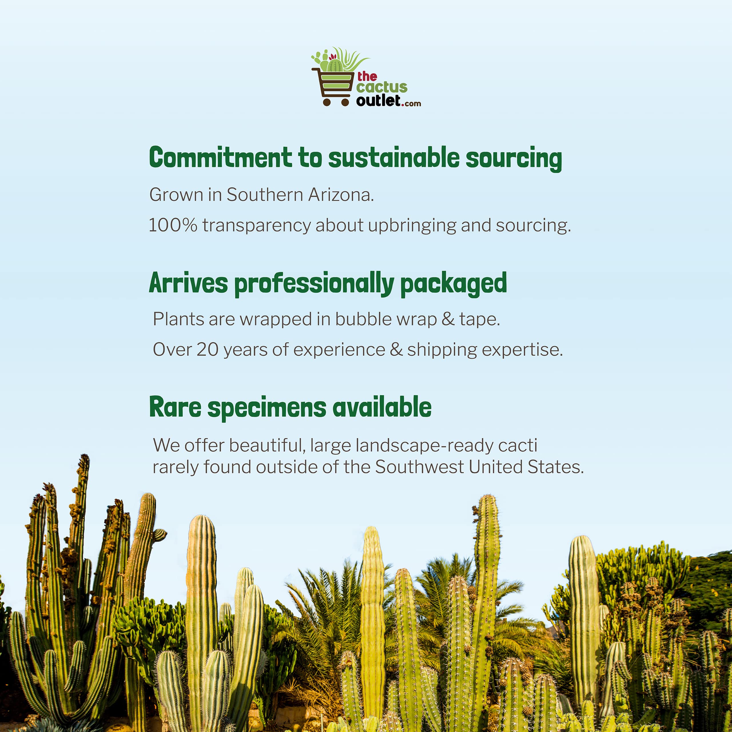 Live Saguaro Cactus Plant - 3 Feet Tall Large Outdoor Cactus for Desert Landscaping & Xeriscape Gardens | Drought-Tolerant Succulent for Home Decor, Office, or Patio