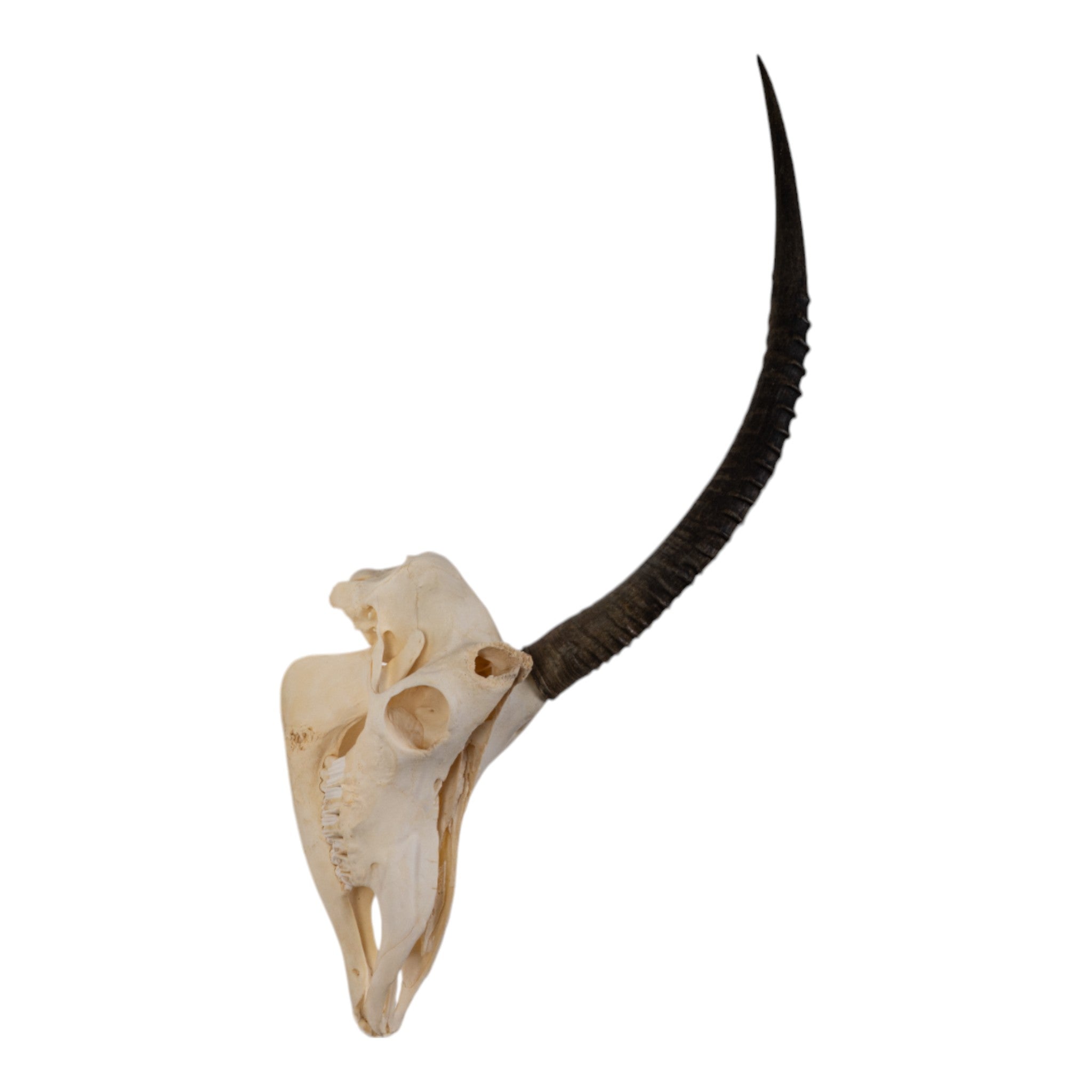 Real Sable Antelope Skull with Mandible - Authentic Taxidermy Specimen with Natural Pathology | Perfect for Home Decor, Gothic Collections & Educational Displays