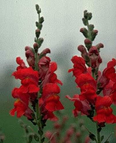 Snapdragon Rocket Red Annual Flower Seeds - Vibrant Garden Blooms for Borders, Beds & Containers