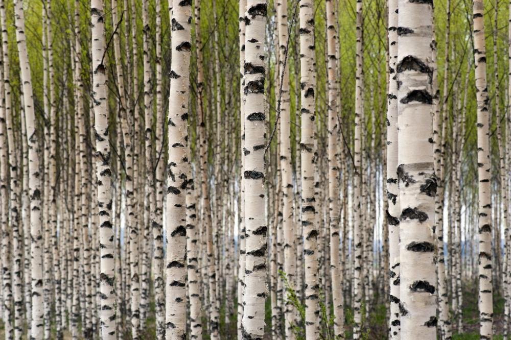 Wallmonkeys WM109120 Birch Trees Peel and Stick Wall Decals - 72