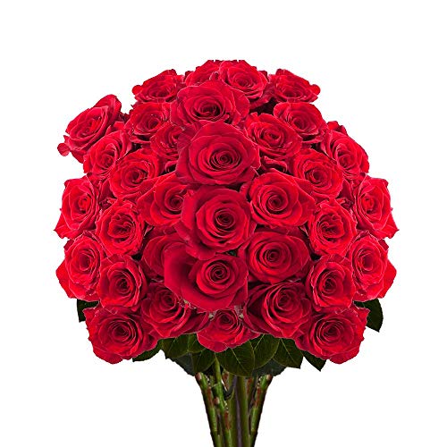 75 Fresh Cut Deep Red Madame Delbard Roses - Premium Long Stem Roses for Birthdays, Weddings & Anniversaries - Perfect for Romantic Gifts, Table Centerpieces & Home Decor