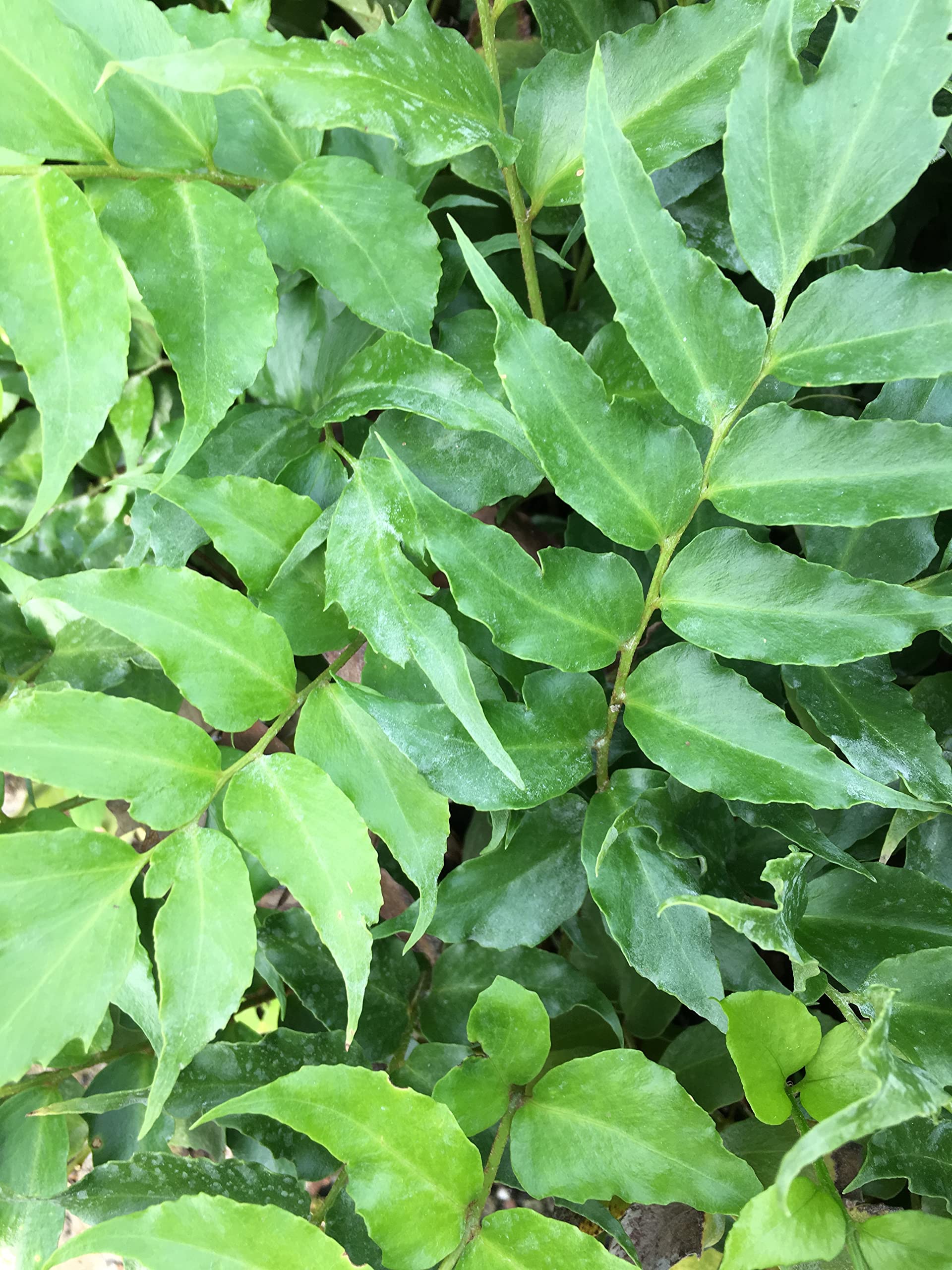 3 Japanese Holly Fern Plants (Cyrtomium Falcatum) in 4 Inch Pots - Shade Loving Indoor/Outdoor Houseplants for Home Decor, Office & Garden Landscaping