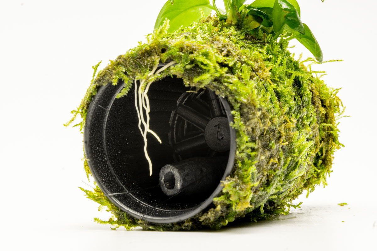 Anubias Nana Moss Tower for Aquarium - Live Aquatic Plant Decor for Fish Tank, Terrarium & Paludarium | Perfect for Shrimp, Betta Fish & Nano Tanks