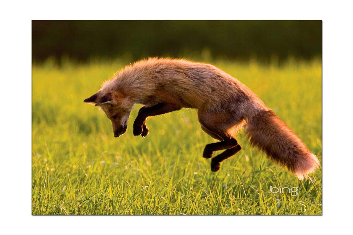 Modern Canvas Painting Wall Art - Clever Fox Wall Decor for Living Room & Bedroom - 8