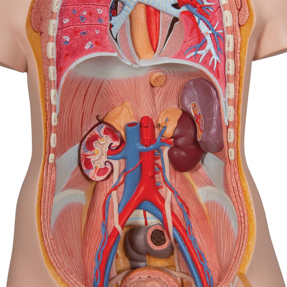 Unisex Anatomical Torso Model with Removable Ribs & Open Back - 21-Part Human Body Anatomy Kit for Medical Students & Science Education