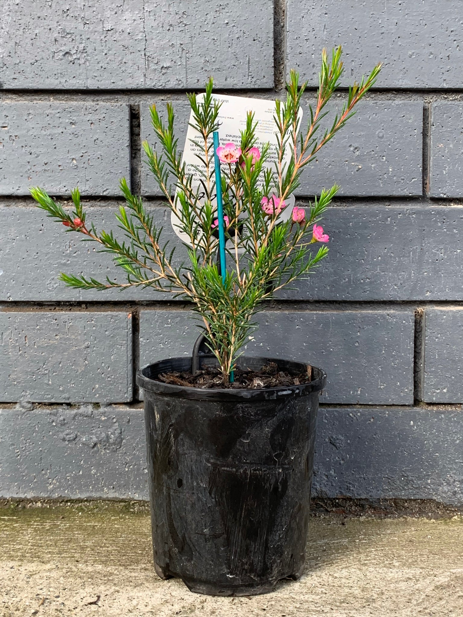 Chamelaucium 'Sarah's Delight' Waxflower Plant - Beautiful Purple Blooms for Gardens, Bouquets & Floral Arrangements | Perfect for Wedding Decor, Home Decor & Gift Giving