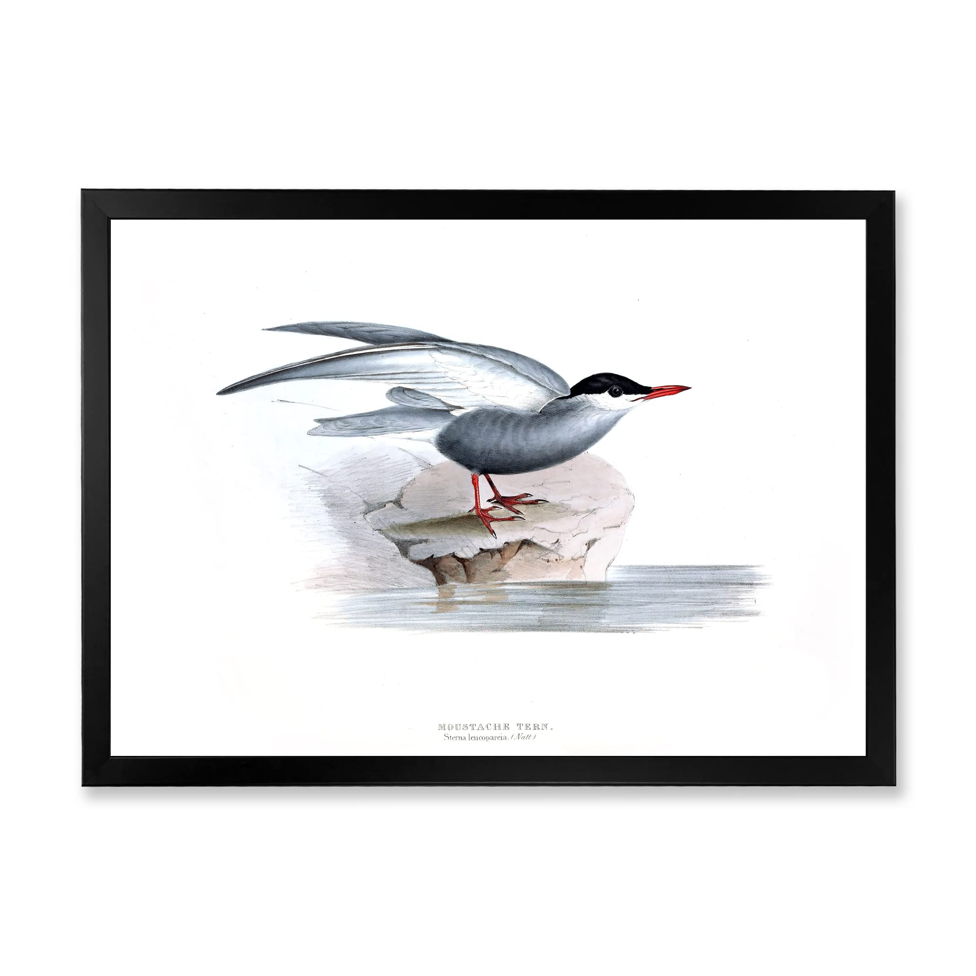 Vintage Bird of Europe Traditional Framed Wall Art - Classic Home Decor for Living Room, Bedroom & Office | Hand-Painted Canvas Painting