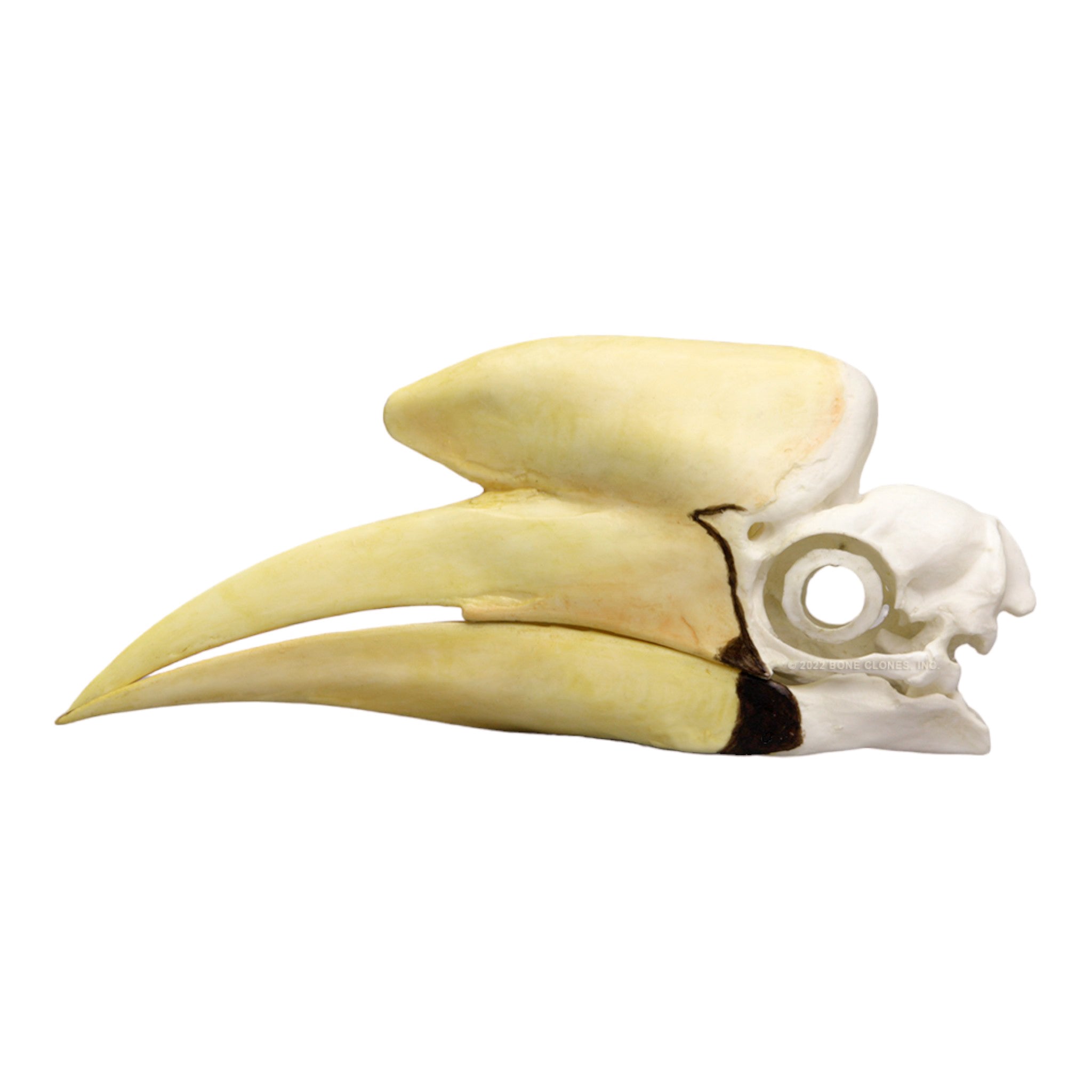 Black Hornbill Skull Replica - Realistic Decorative Skull for Home Decor, Gothic Display, Halloween Props, and Taxidermy Art
