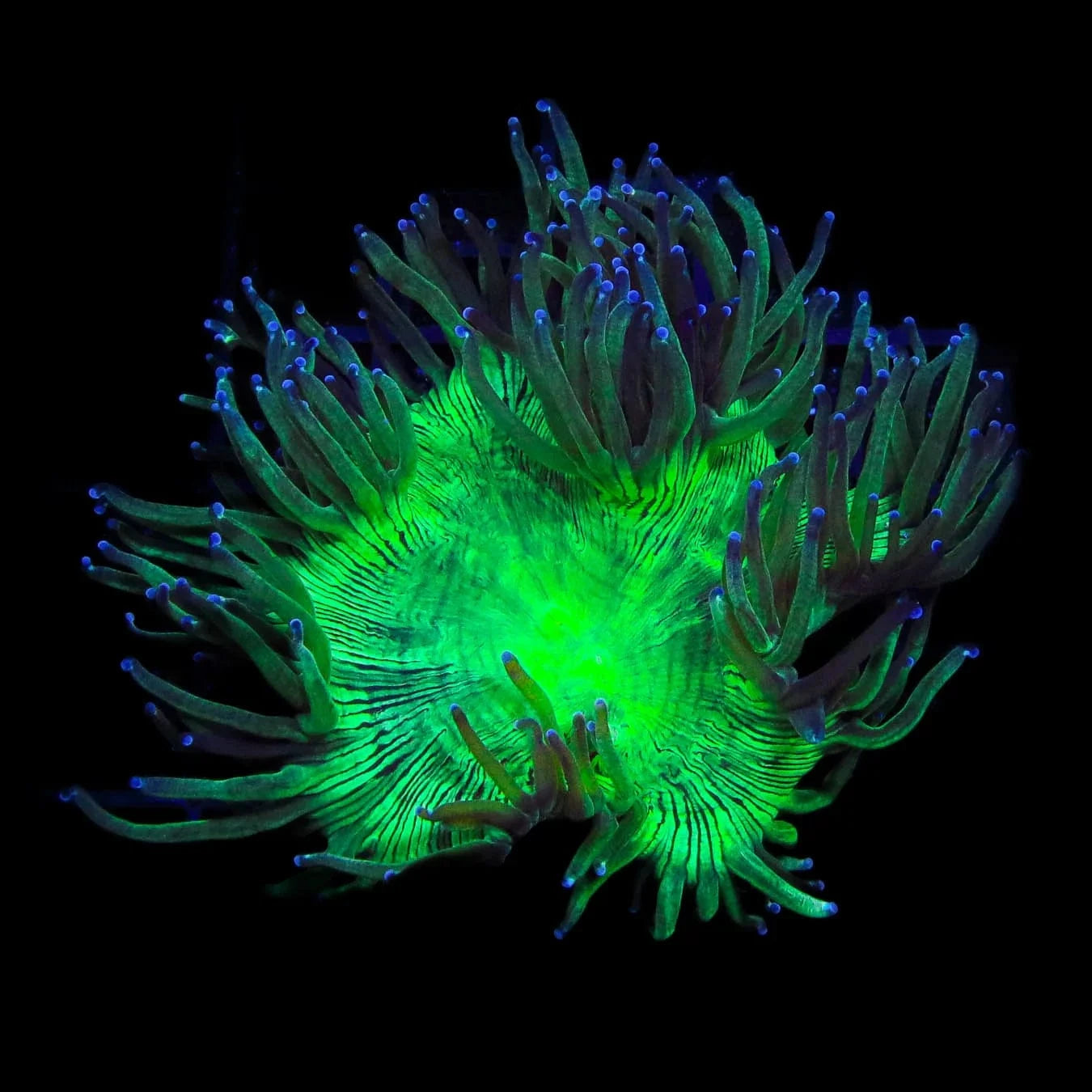Blue Tip Elegance Coral - Premium Saltwater Aquarium Coral for Reef Tanks | Perfect for Marine Fish Tanks & Coral Displays