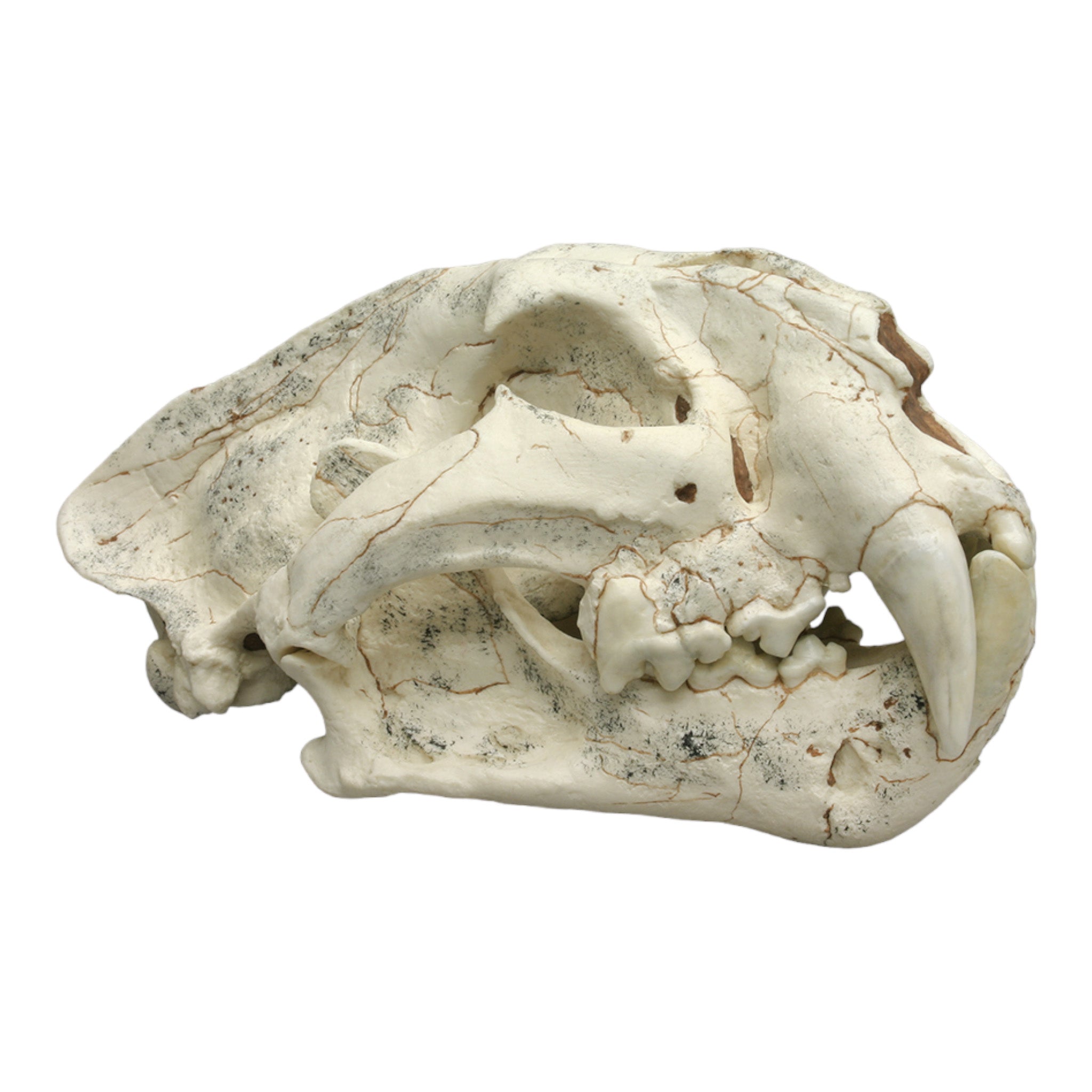 Authentic Replica Ancestral Tiger Skull - Panthera Palaeosinensis Fossil Reproduction for Home Decor, Museum Display, and Educational Use
