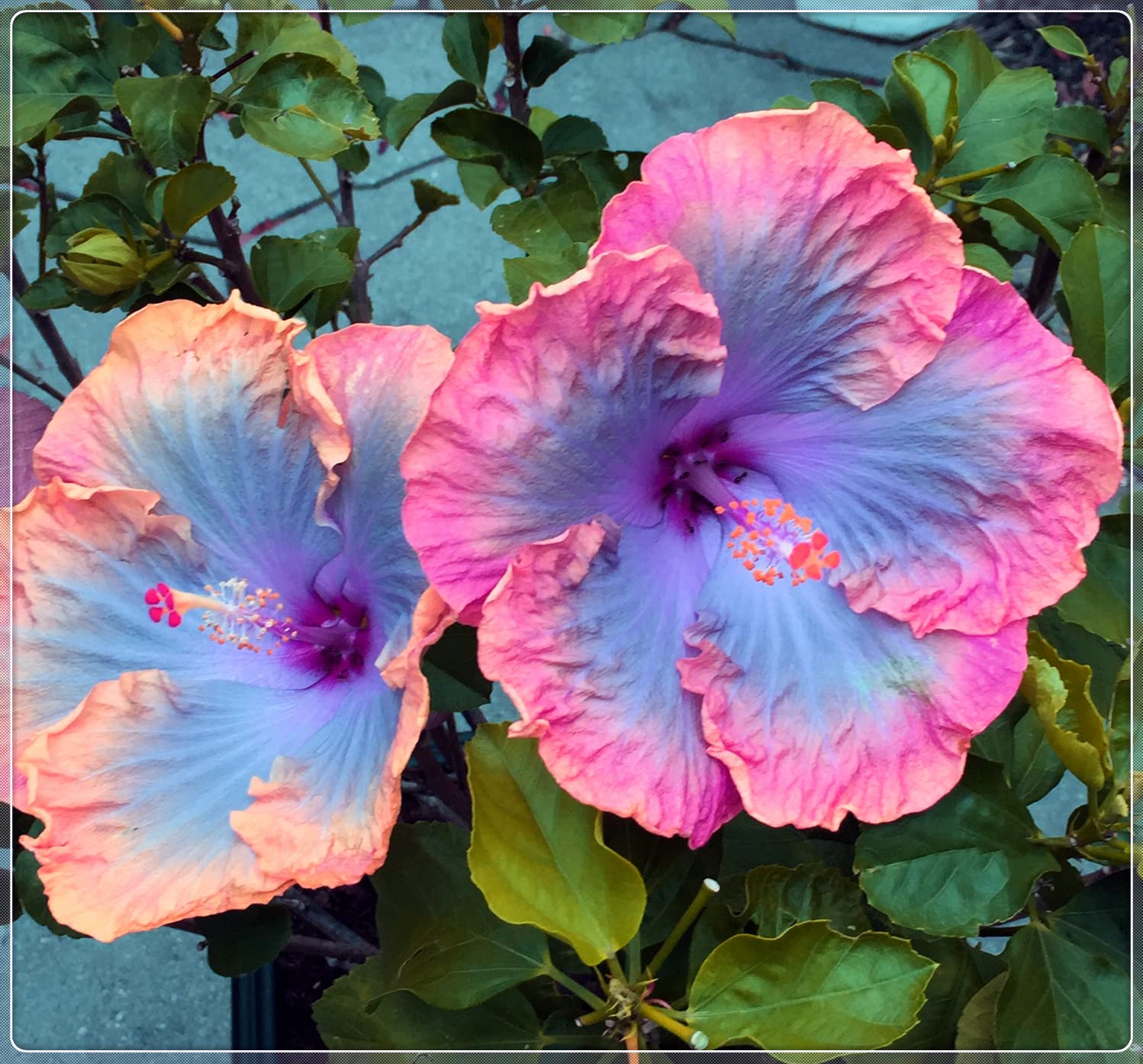 3-Pack Hardy Perennial Hibiscus Plants - Ready to Grow in Pots, Year-Round Blooming Flowers for Home & Garden | Perfect Gift for Plant Lovers, Balcony Decor & Landscaping