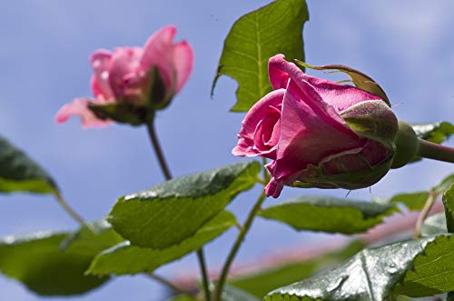 20x30 Inch Pink Rose Blossom Laminated Poster - Vibrant Floral Wall Art for Home Decor | Perfect for Living Room, Bedroom & Office Framing