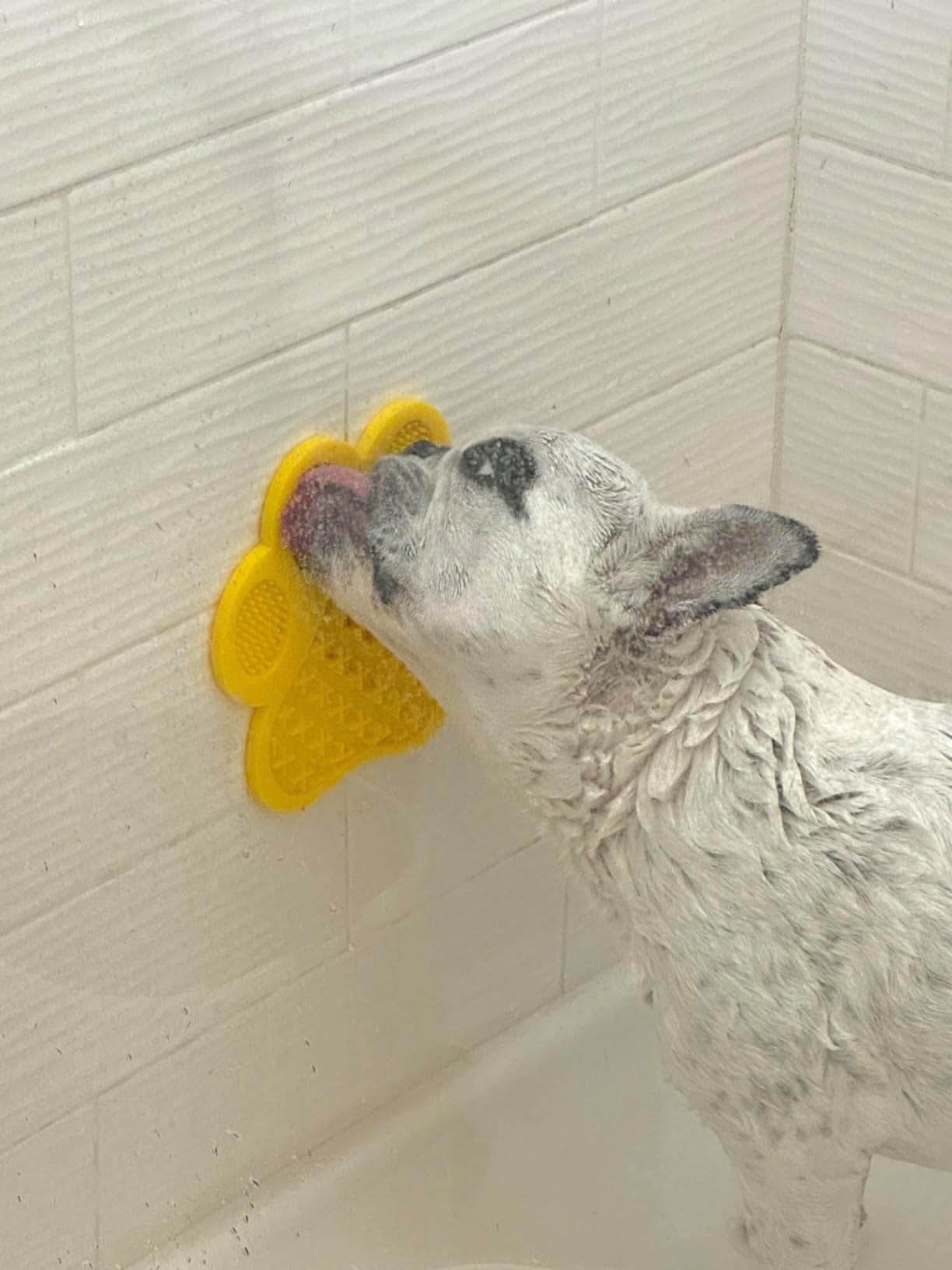 Dog Lick Pad with Strong Suction - Slow Feeder Mat for Peanut Butter, Bathing & Grooming | Pet Training Aid & Anxiety Relief for Dogs | Non-Slip Dog Washing Distraction Tool (Red) - Perfect for Bath Time, Mealtime & Stress Relief