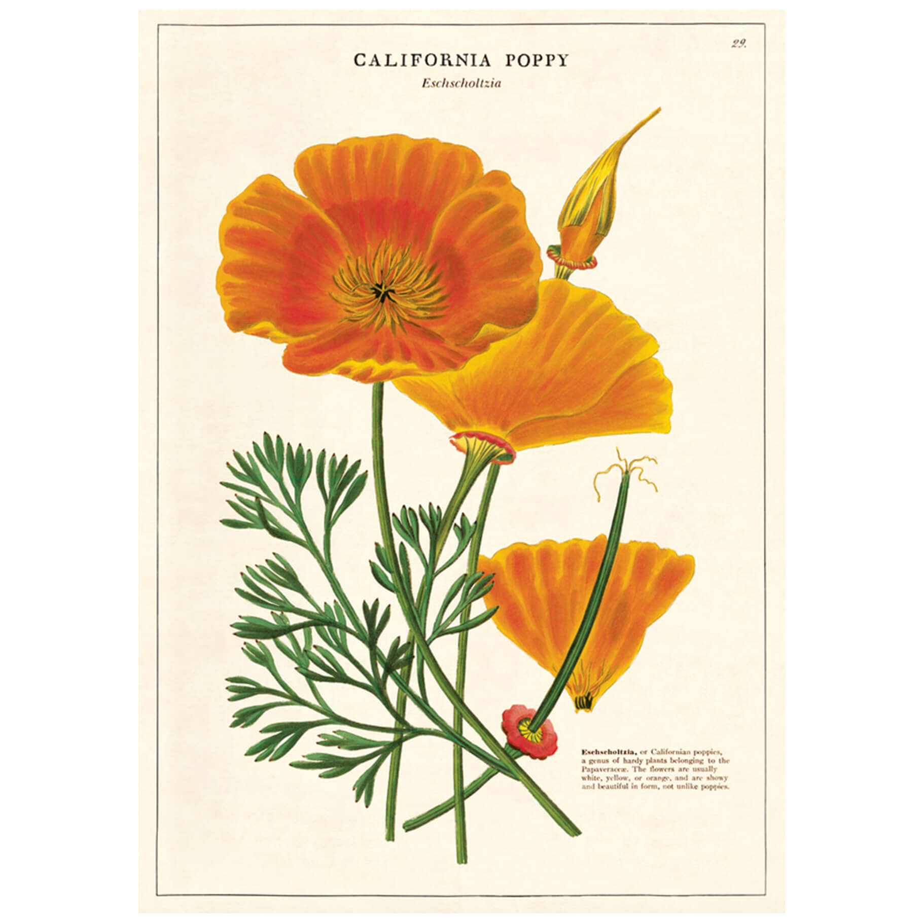 California Poppy Floral Wrap Scarf - Lightweight Shawl for Women, Spring & Summer Fashion Accessory - Perfect for Beach, Wedding, and Outdoor Events
