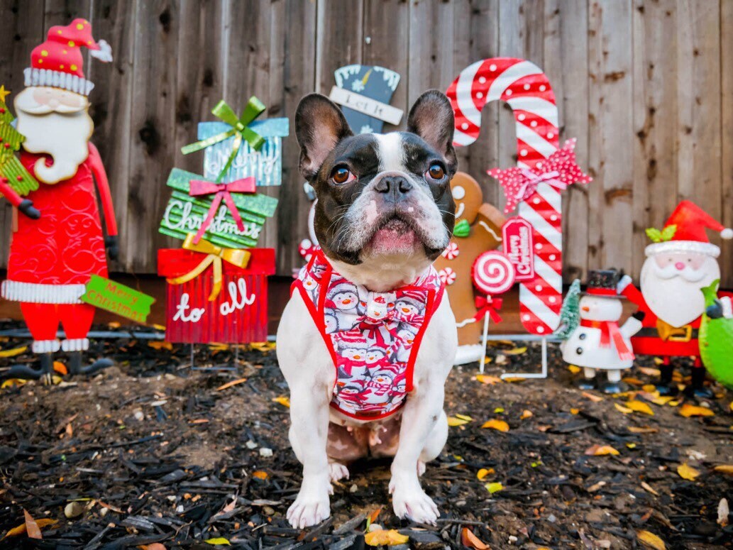 Festive Christmas Dog Collar with Adjustable Bow Tie - Penguin Design for Holiday Pet Fashion - Perfect for Christmas Parties & Family Photos