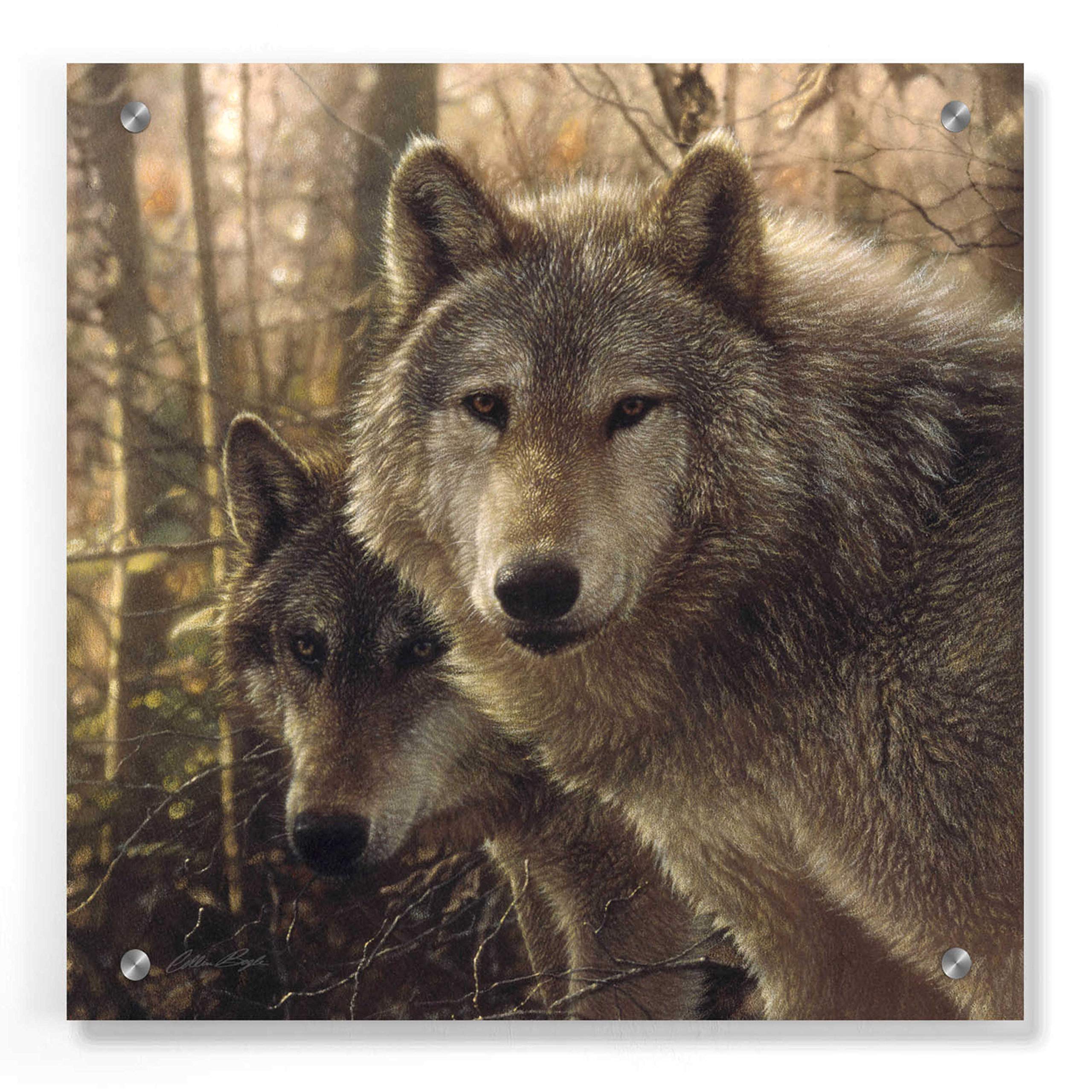 Collin Bogle 'Wood Land Companions' Acrylic Glass Wall Art - 36x36 Inches Modern Nature Painting for Living Room, Bedroom & Office Decor