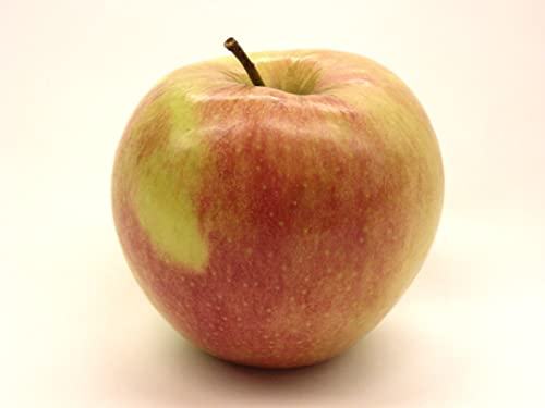 Fresh-Picked Jonagold Apples from Kauffman's Fruit Farm - 16 Count Box | Crisp & Juicy for Baking, Snacking & Healthy Eating