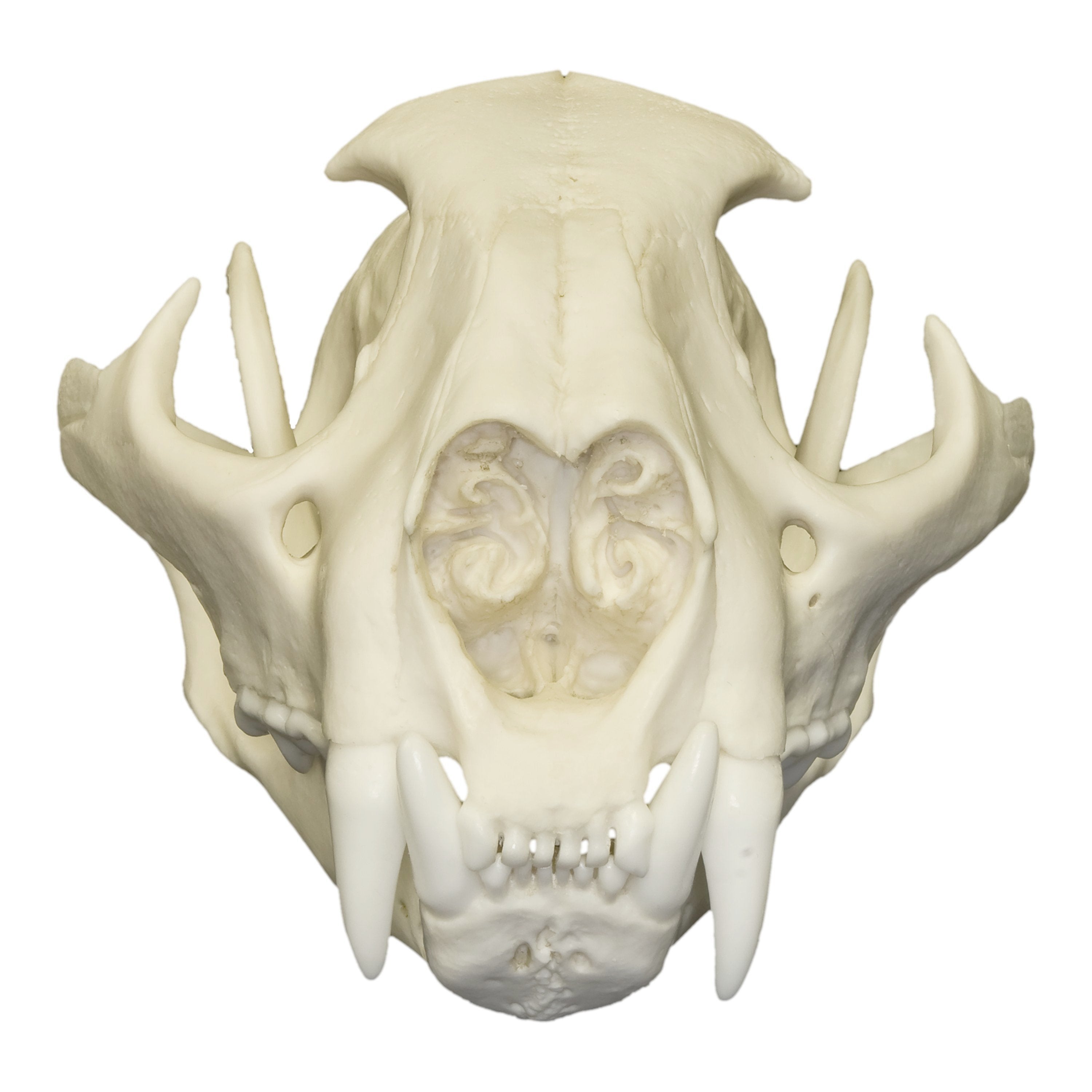 Authentic Replica Mountain Lion Skull - Male - Lifelike Home Decor, Educational Display & Wildlife Enthusiast Collection
