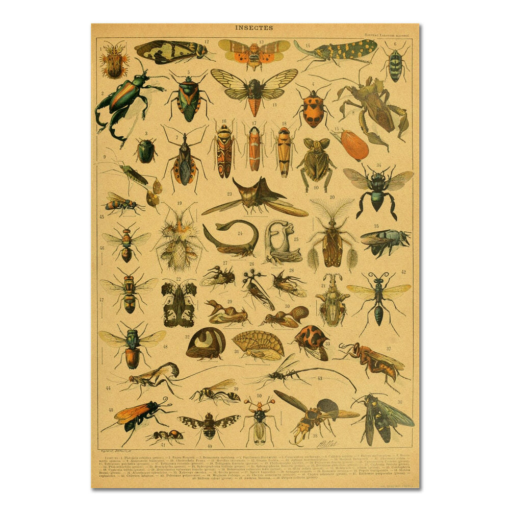 Vintage Insects Kraft Paper Poster - Wall Art Decor for Home, Office, Classroom & Nature Lovers - Perfect for Entomology Enthusiasts & Science Decor