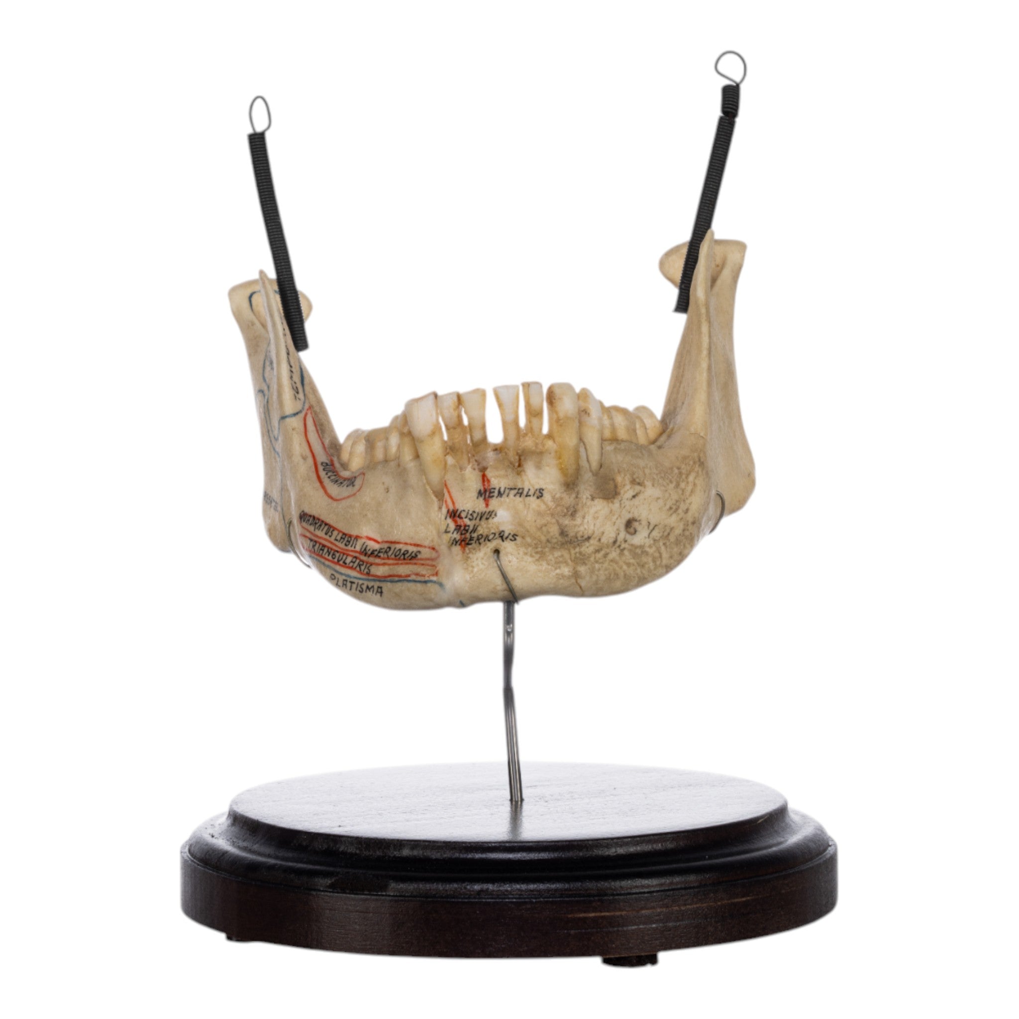 Real Human Mandible on Stand - Anatomical Skull Jawbone Model for Medical Study, Dental Education & Halloween Decor - Perfect for Doctors, Students & Collectors