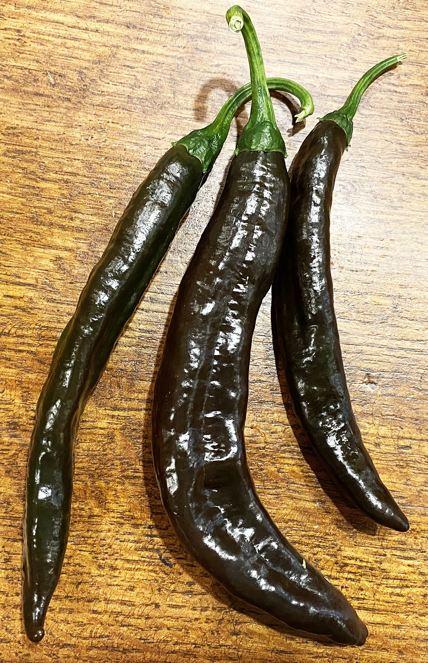 Premium Pasilla Apaseo Little Raisin Chile Oaxacan Chilaca Chili Heirloom Pepper Seeds - Non-GMO Planting Packet for Home Garden, Mexican Cuisine & Salsa Making