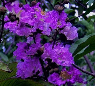 Dark Purple Velvet Miniature Crape Myrtle Plants - Pack of 5 Well-Rooted Potted Plants (4'-5' at Maturity) for Garden Landscaping, Patio Decor & Outdoor Planting