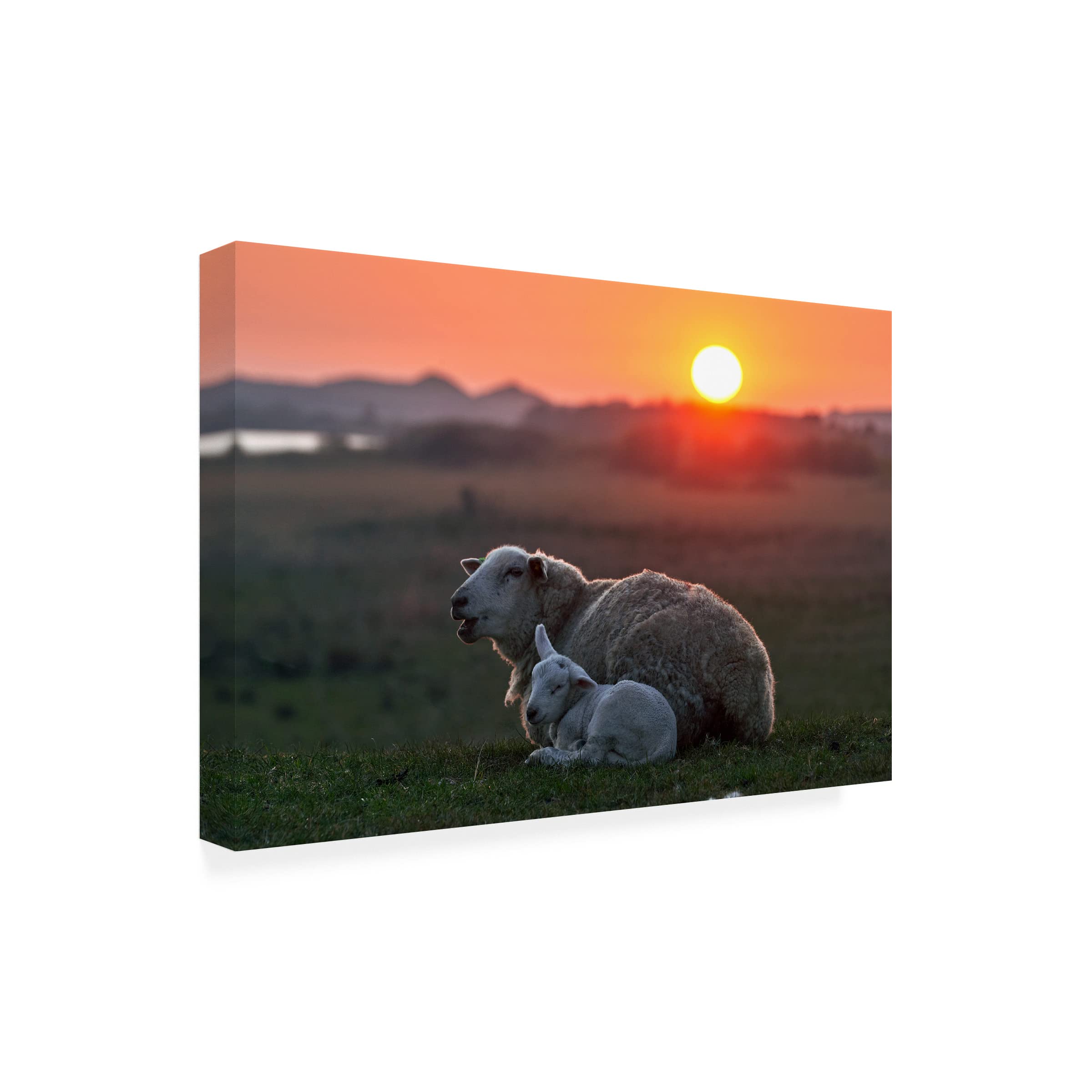 Trademark Fine Art 'Sleep Well Sheep' Canvas Wall Art by Bodo Balzer - Perfect for Nursery, Bedroom & Home Decor