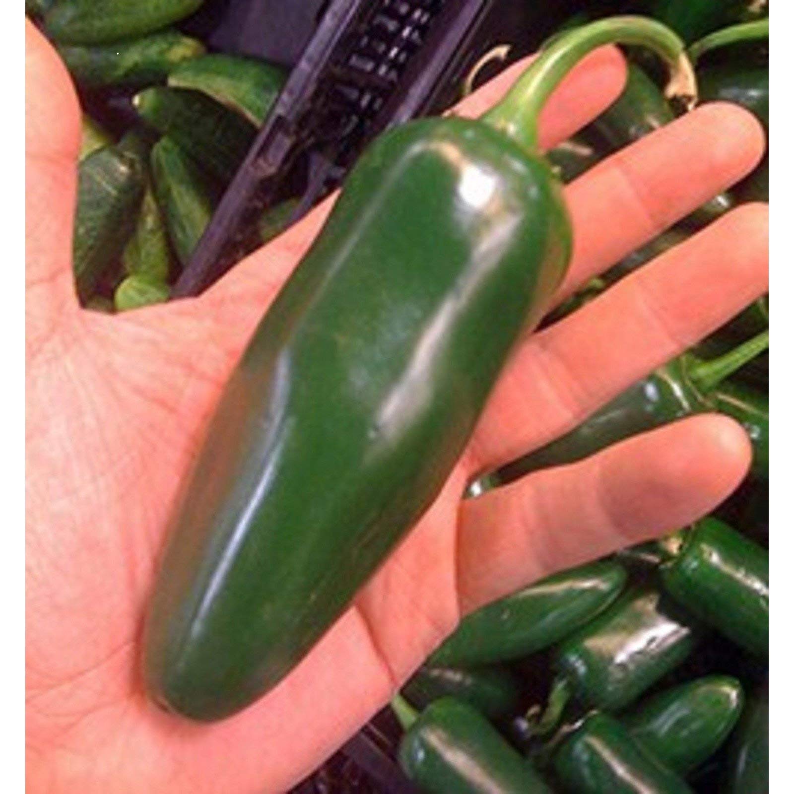 Giant Jalapeno Pepper Seeds - 25 Count, Large Mild Peppers for Stuffing, Cooking & Canning - Perfect for Home Garden, Mexican Cuisine & Pickling