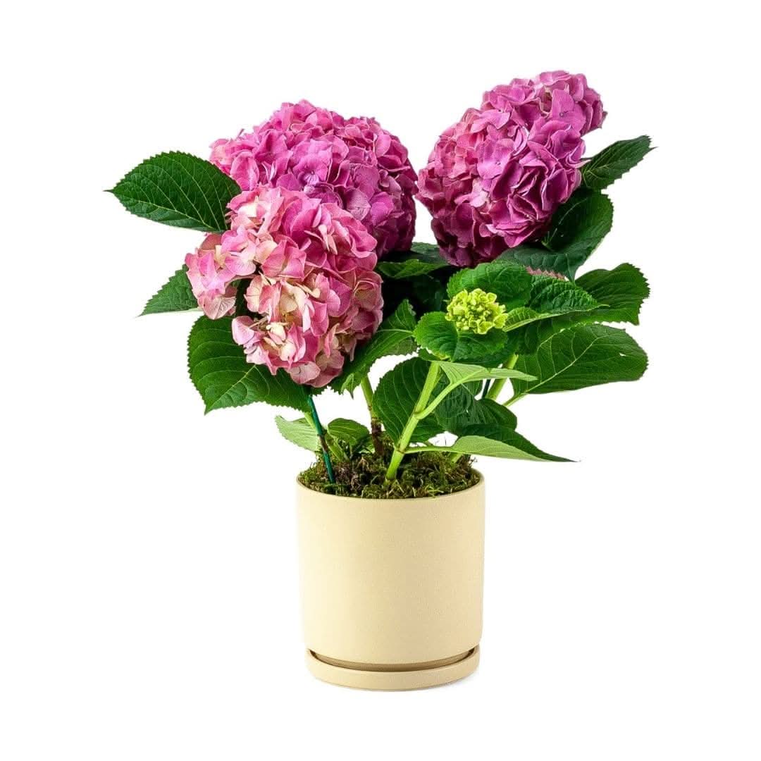 Blooming Hydrangea Plants for Sale - Live Hydrangea Bushes for Garden & Landscaping | Perfect for Outdoor Planting, Flower Beds & Home Decor