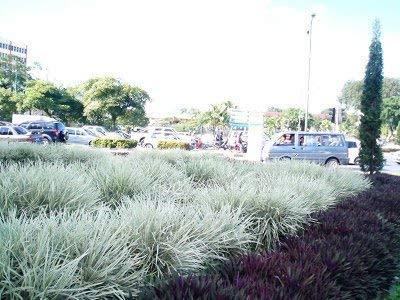 40 Live Aztec Grass Plants - Variegated Liriope (Ophiopogon Intermedius Argenteomarginatus) - Perfect for Landscaping, Ground Cover & Garden Borders