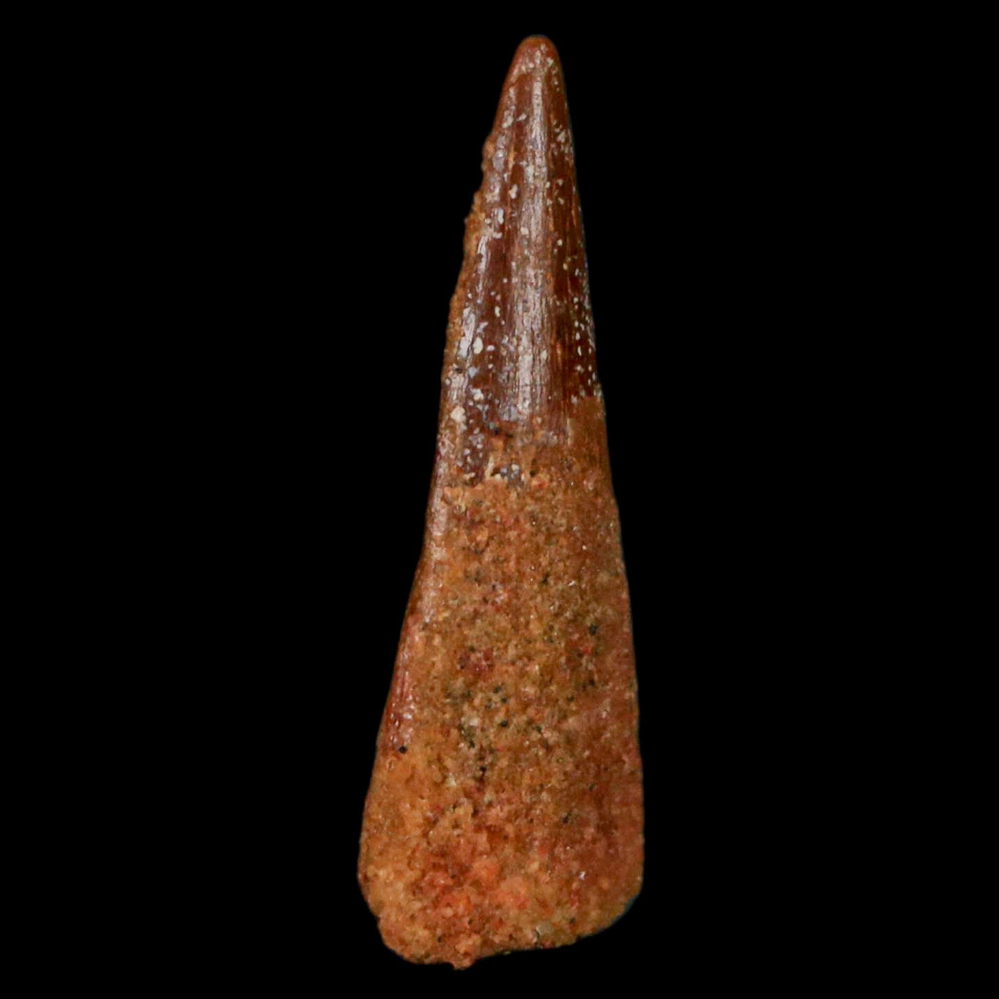 Authentic Pterosaur Coloborhynchus Fossil Tooth - Upper Cretaceous Period - Morocco - Includes COA - Perfect for Paleontology Collections & Museum Displays