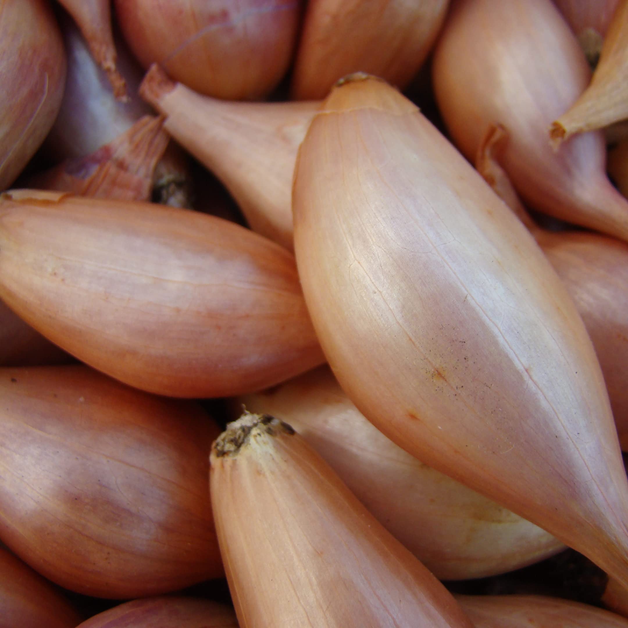 Park Seed Zebrune Shallot Onion Seeds - Pack of 200, Easy to Grow, Non-GMO, Spring Planting for Home Gardens & Container Gardening - Perfect for Soups, Salads & French Cuisine