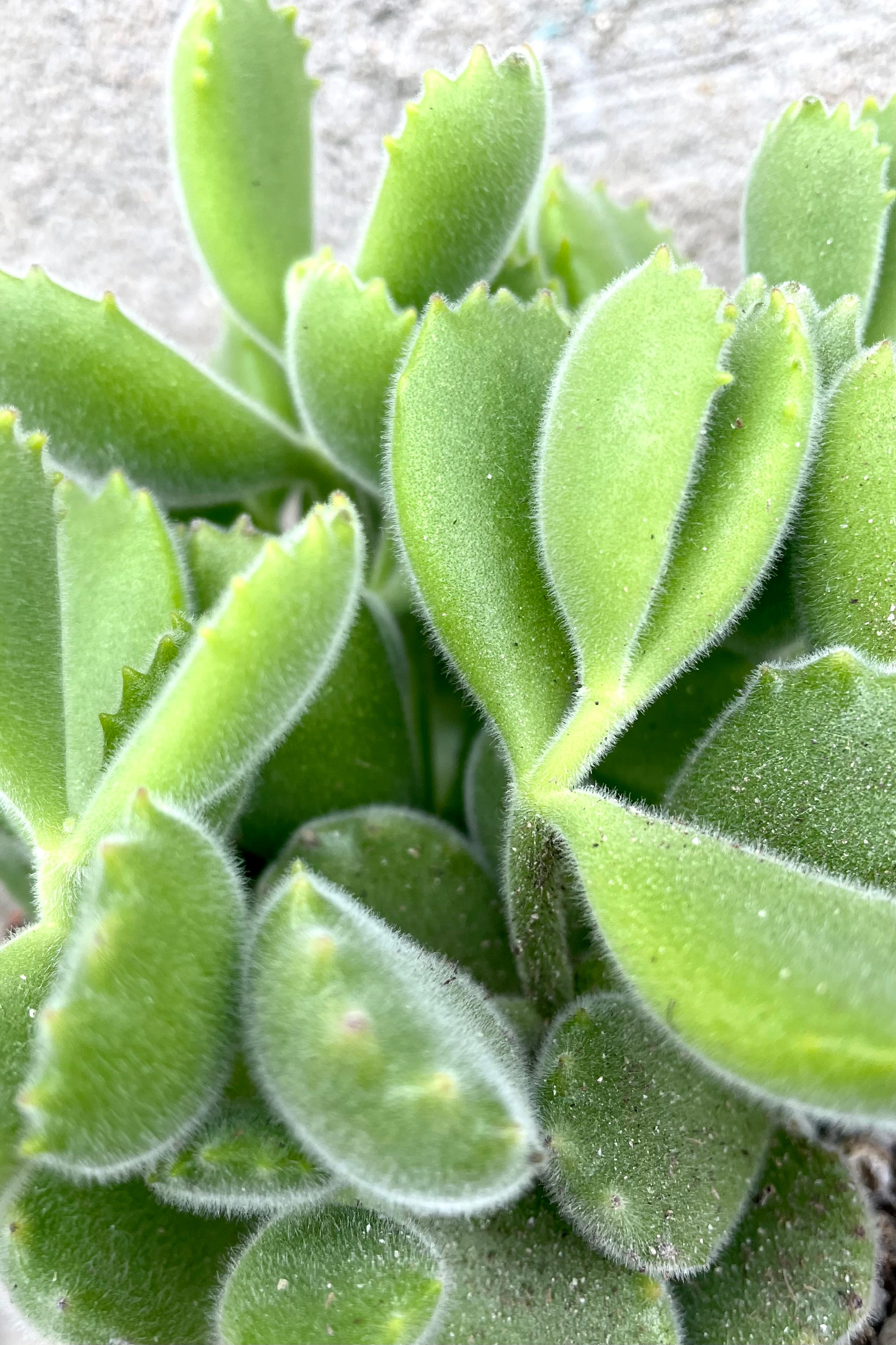 Bear Paw Succulent (Cotyledon Tomentosa) - 4 Inch Live Plant for Home, Office, and Garden Decor | Perfect for Indoor Houseplants, Terrariums, and Succulent Arrangements