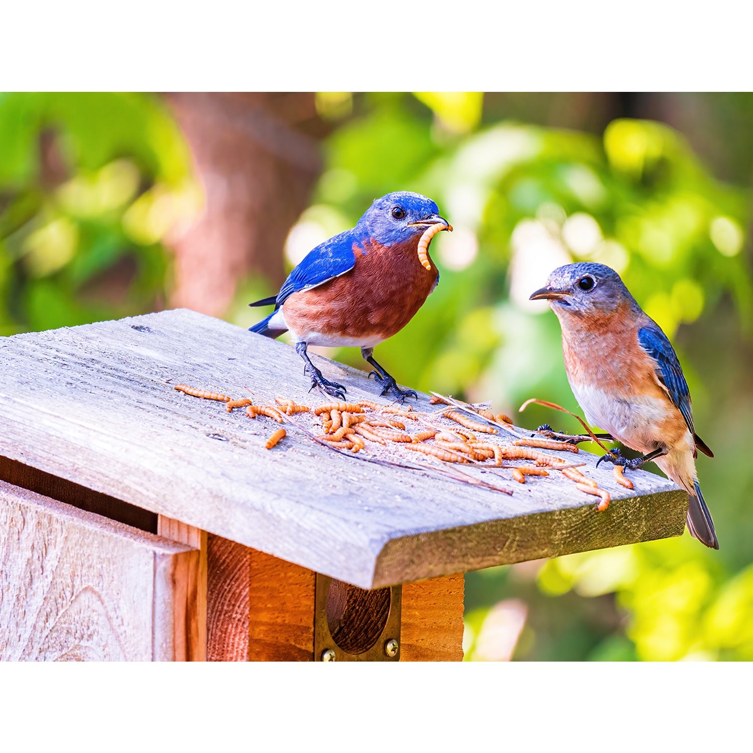 Premium Dried Mealworms 2 lb - High Protein Natural Bird & Chicken Feed - Perfect for Wild Birds, Poultry, Reptiles & Fishing Bait