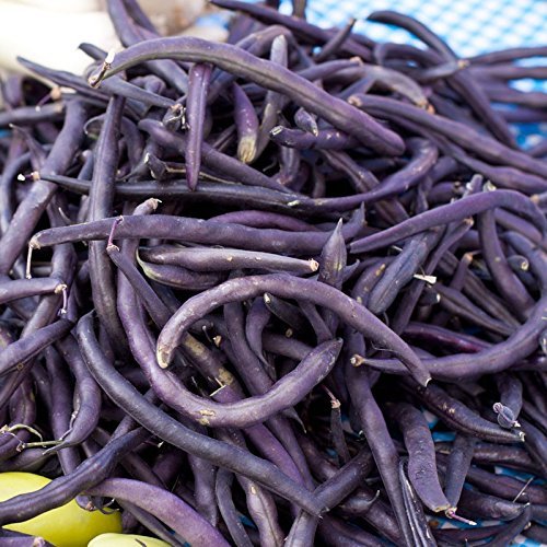 Seed Kingdom Royal Burgundy Bush Bean - 1 Lb Heirloom Non-GMO Vegetable Seeds for Planting | Perfect for Home Gardens, Organic Farming & Sustainable Agriculture