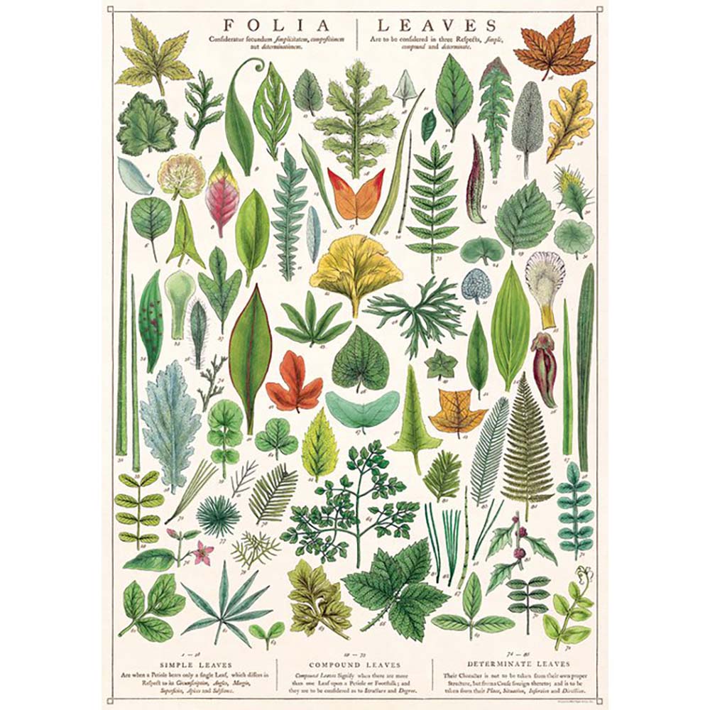 Premium Wrap Folia Leaves for Cooking, Baking & Decorating – Perfect for Holiday Meals, Party Platters & Gift Wrapping
