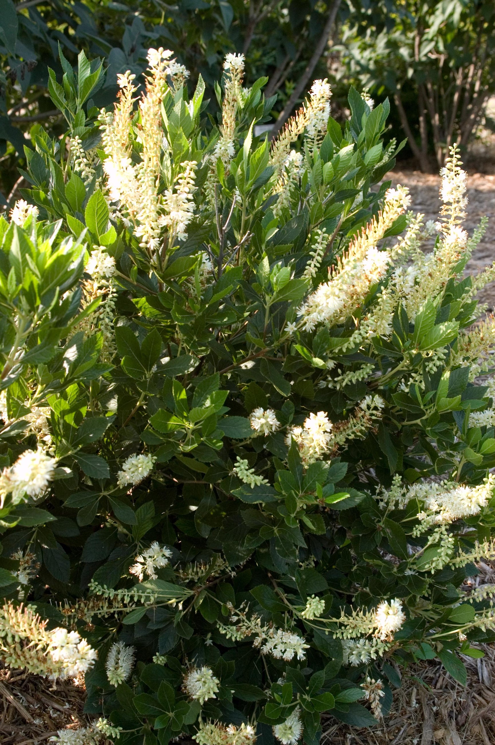 Hummingbird Summersweet (Clethra alnifolia) - #2 Container Size | Fragrant Flowering Shrub for Pollinator Gardens & Landscaping