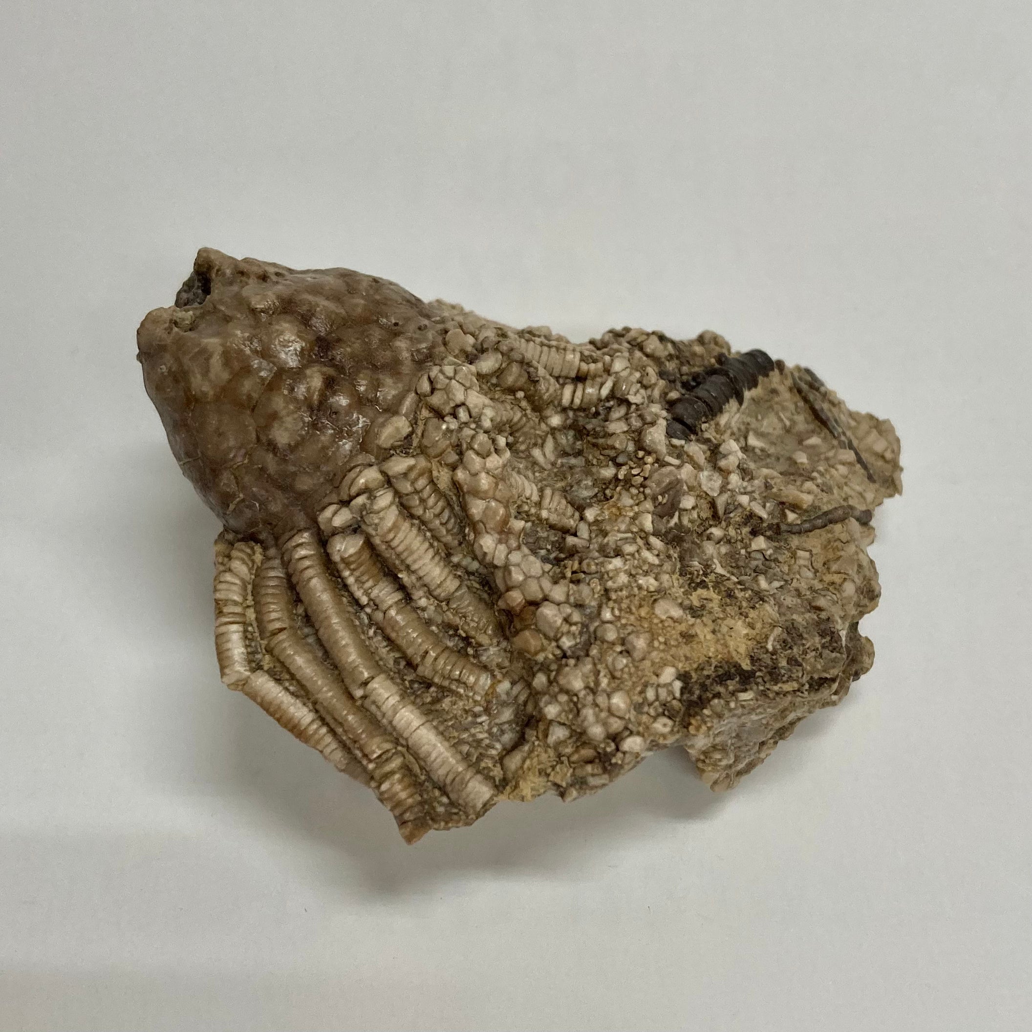 Fossilized Crinoid Eretmocrinus Tentor - Ancient Marine Fossil Specimen for Collectors, Paleontology Study & Home Decor